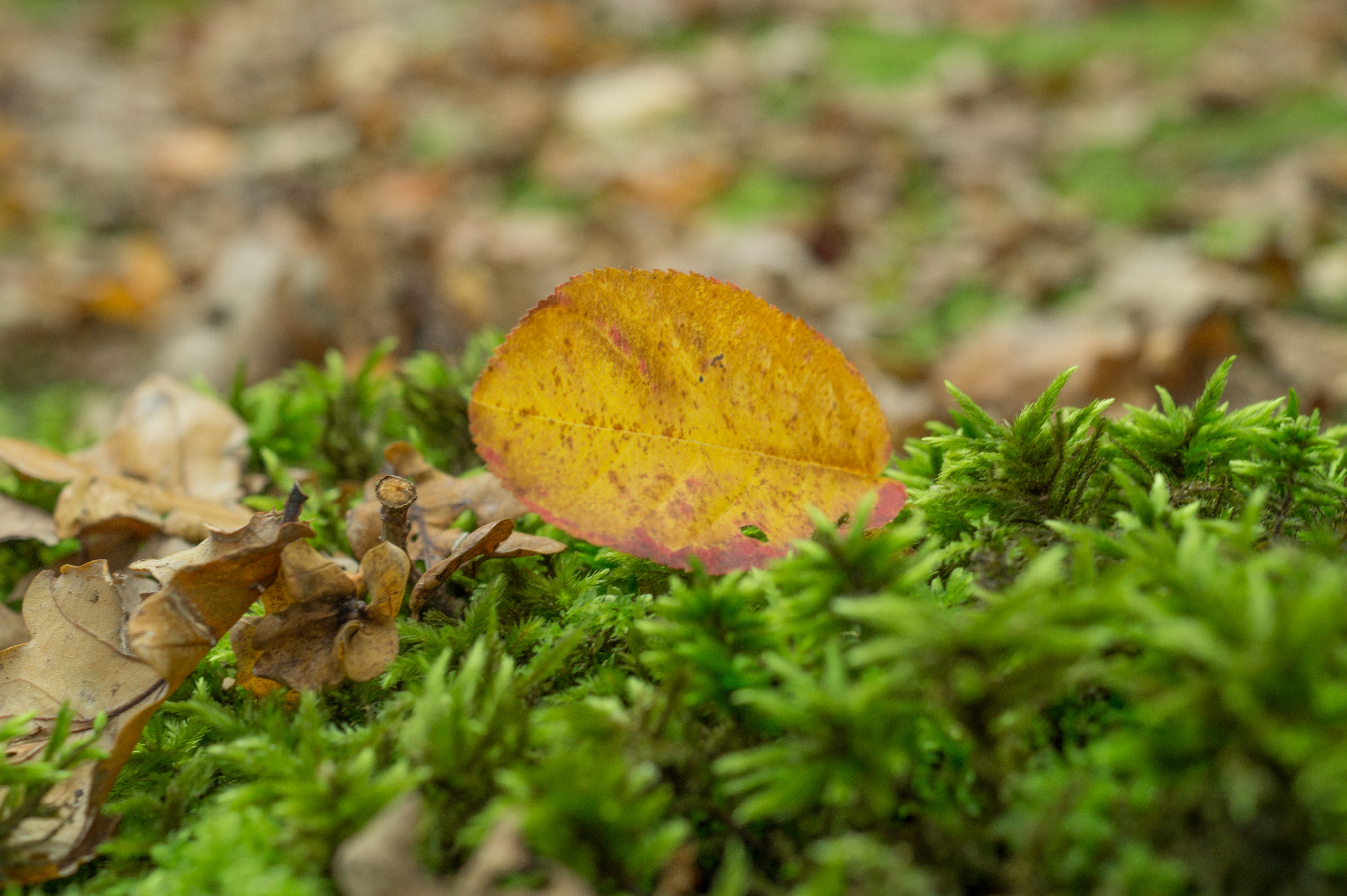 Обои природа, осень, лист, размытость, мох, сухие листья, nature, autumn, sheet, blur, moss, dry leaves разрешение 5456x3632 Загрузить