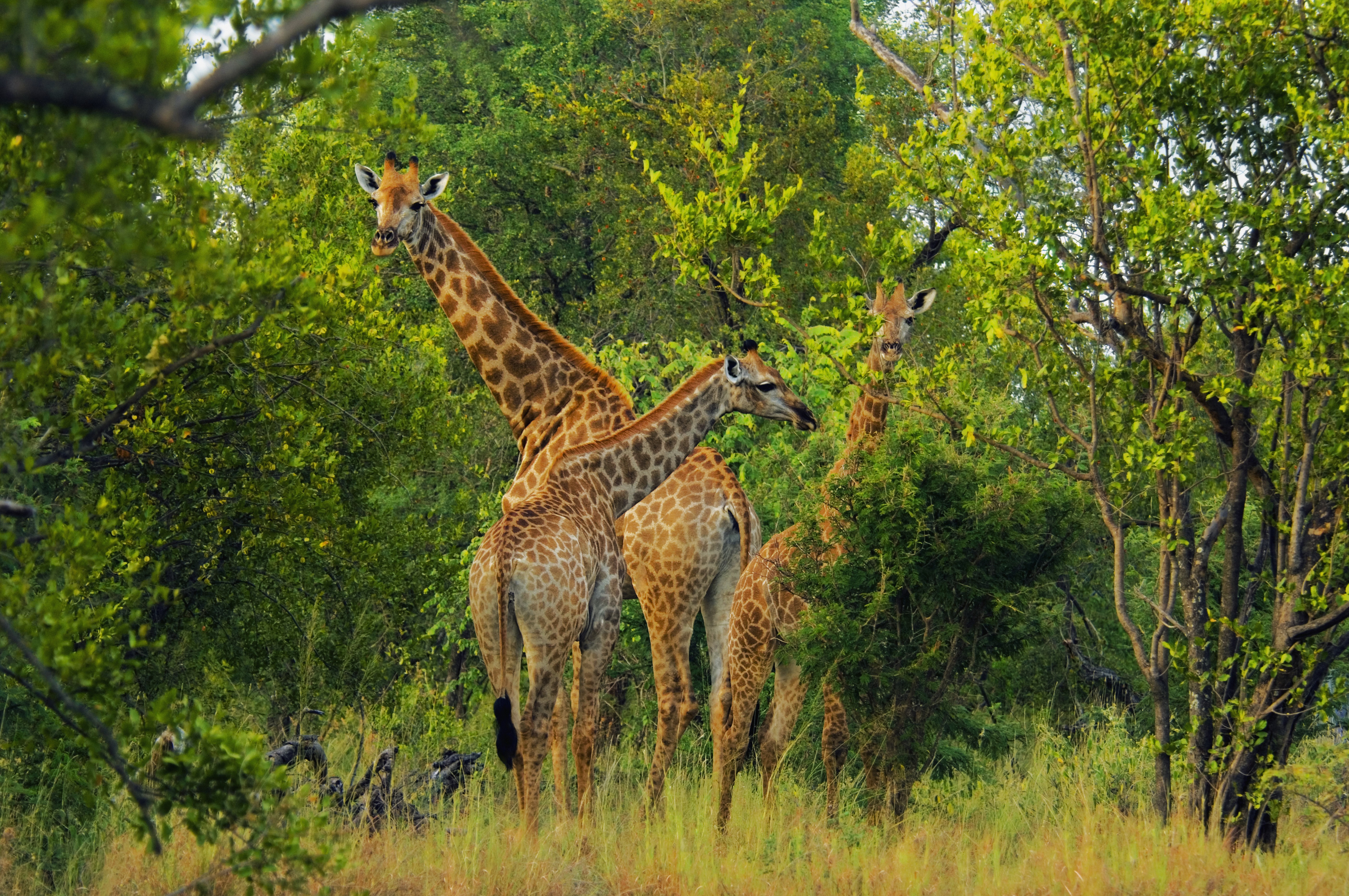 Жирафы у дерева бесплатно