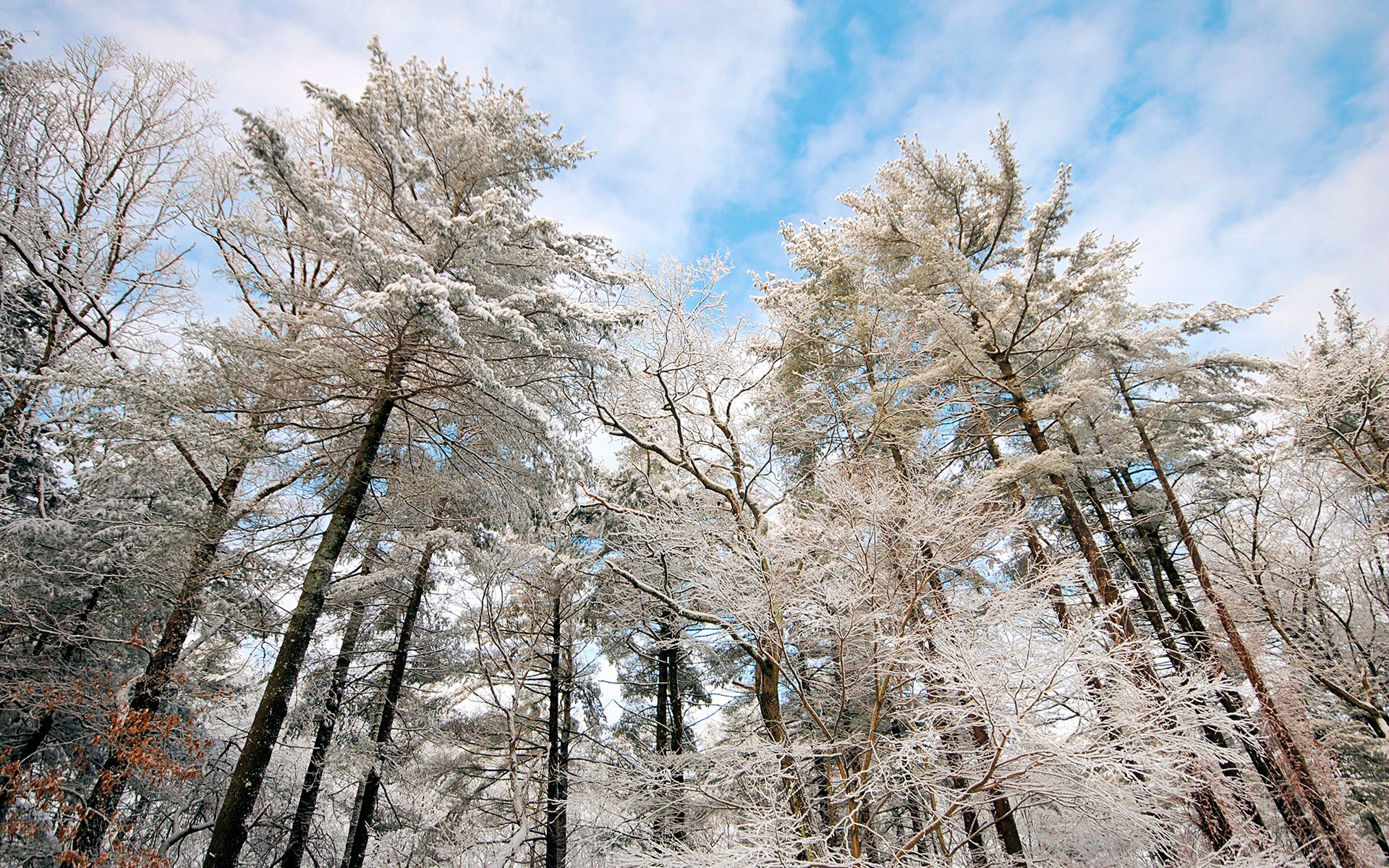 Обои небо, облака, деревья, снег, природа, зима, ветки, иней, the sky, clouds, trees, snow, nature, winter, branches, frost разрешение 1920x1200 Загрузить