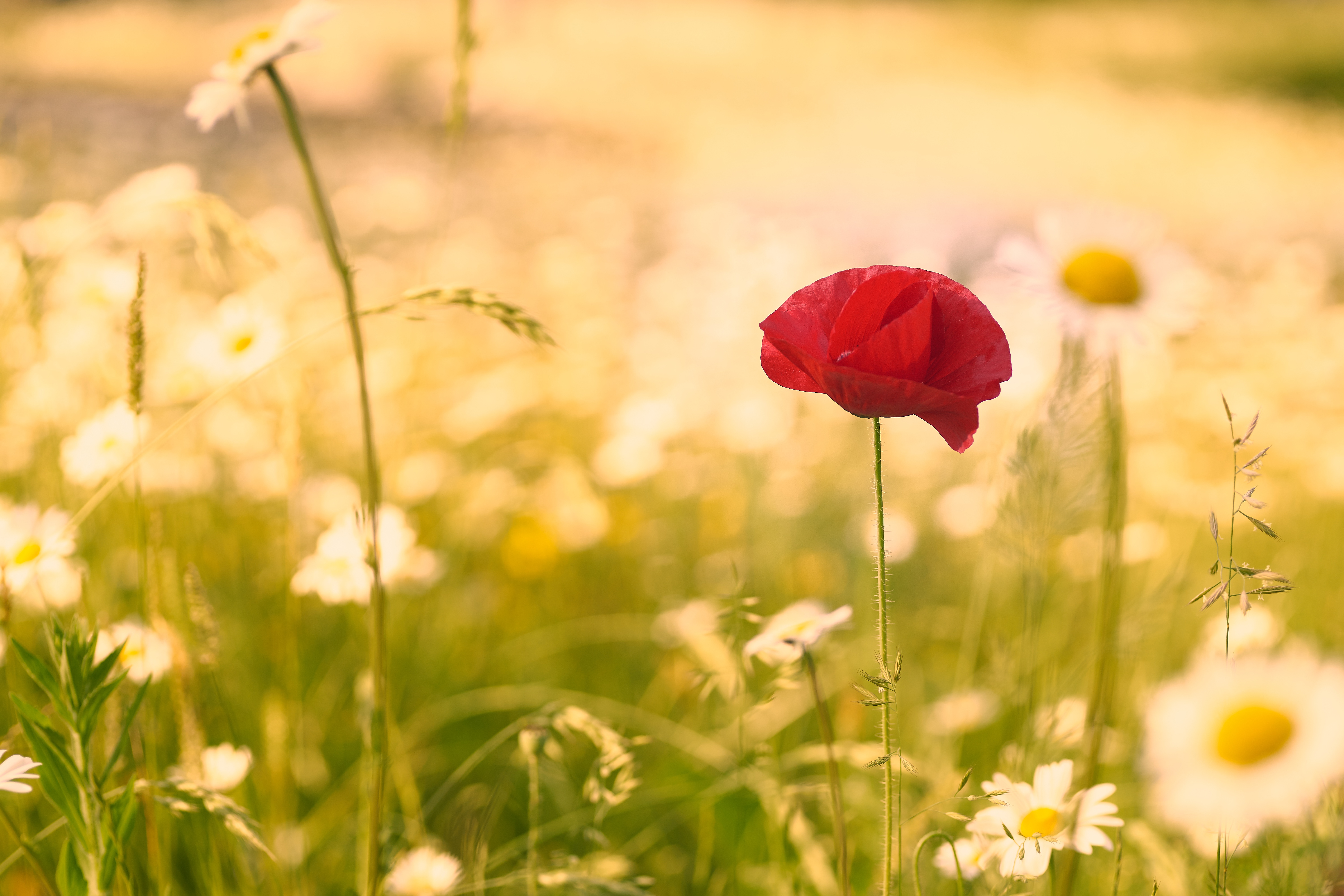 Обои цветок, лето, мак, ромашки, стебель, полевые цветы, flower, summer, mac, chamomile, stem, wildflowers разрешение 6000x4000 Загрузить