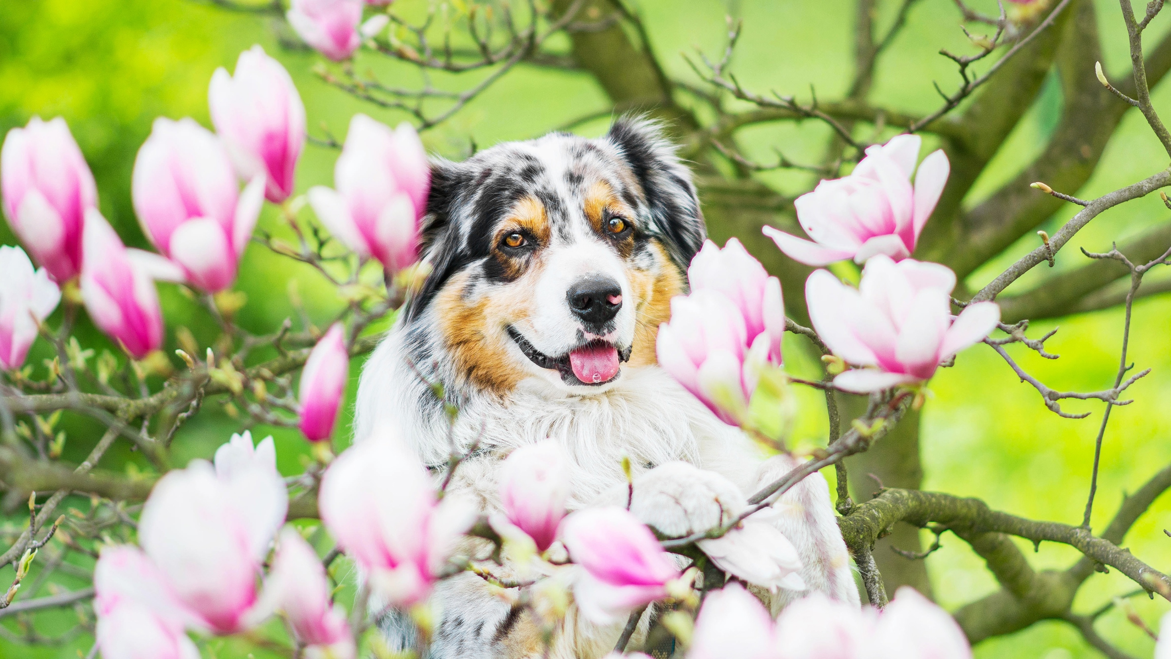 Собаки весной картинки. Собака австралийская овчарка. Аусси с цветком. Собака весной.