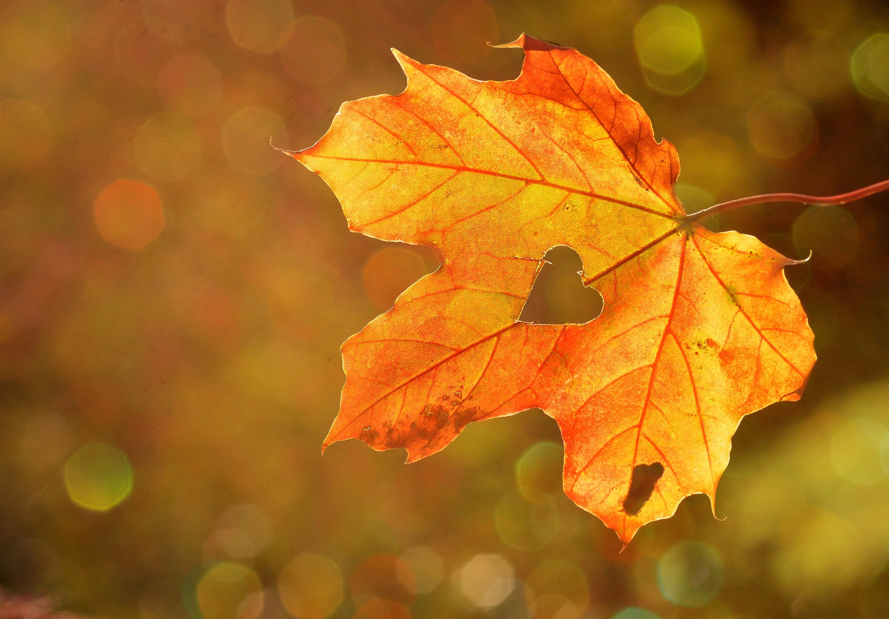Обои природа, осень, лист, сердце, кленовый лист, боке, nature, autumn, sheet, heart, maple leaf, bokeh разрешение 3000x2090 Загрузить