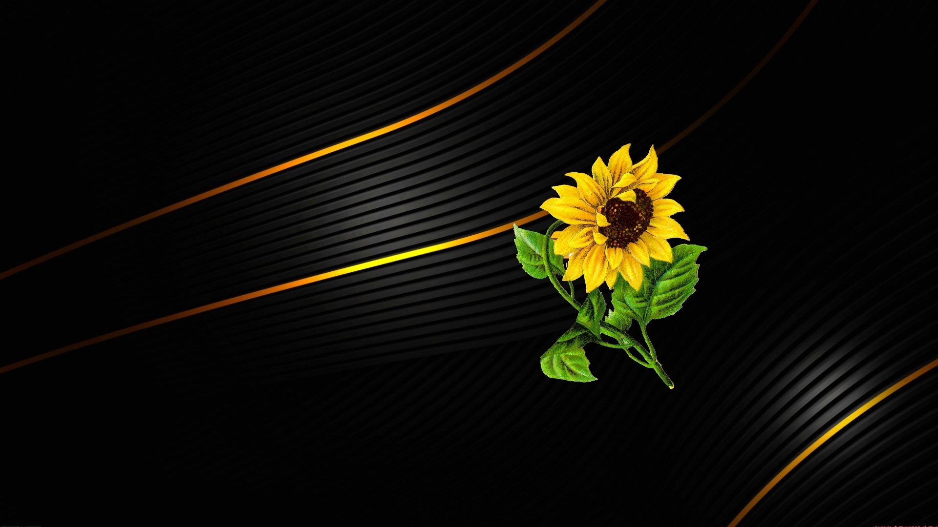 Обои обои, цветок, подсолнух, черный фон, винда, wallpaper, flower, sunflower, black background, windows разрешение 1920x1080 Загрузить