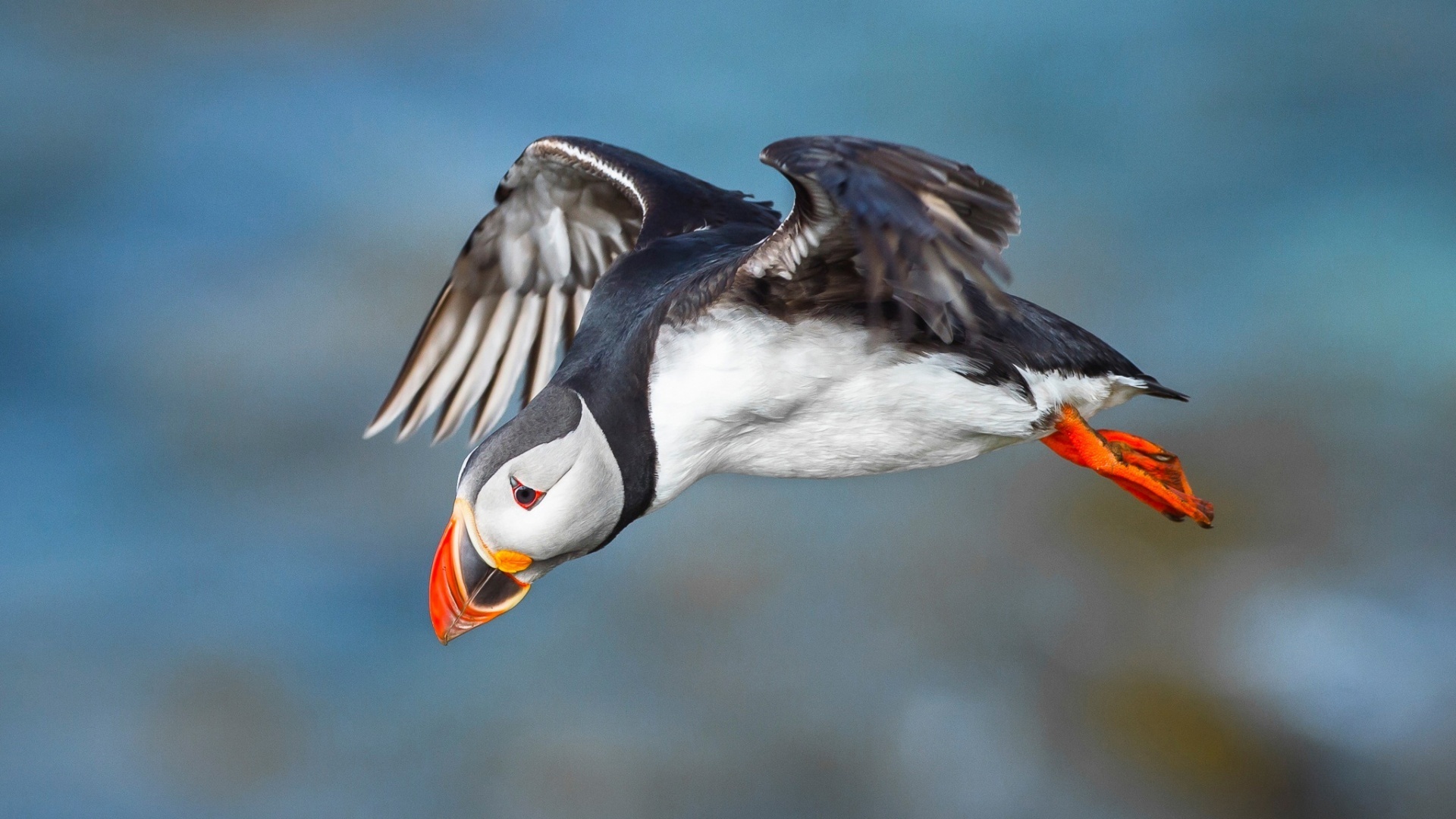 Обои полет, крылья, птица, клюв, тупик, атлантический тупик, puffin, птаха, flight, wings, bird, beak, stalled, atlantic puffin разрешение 1920x1080 Загрузить