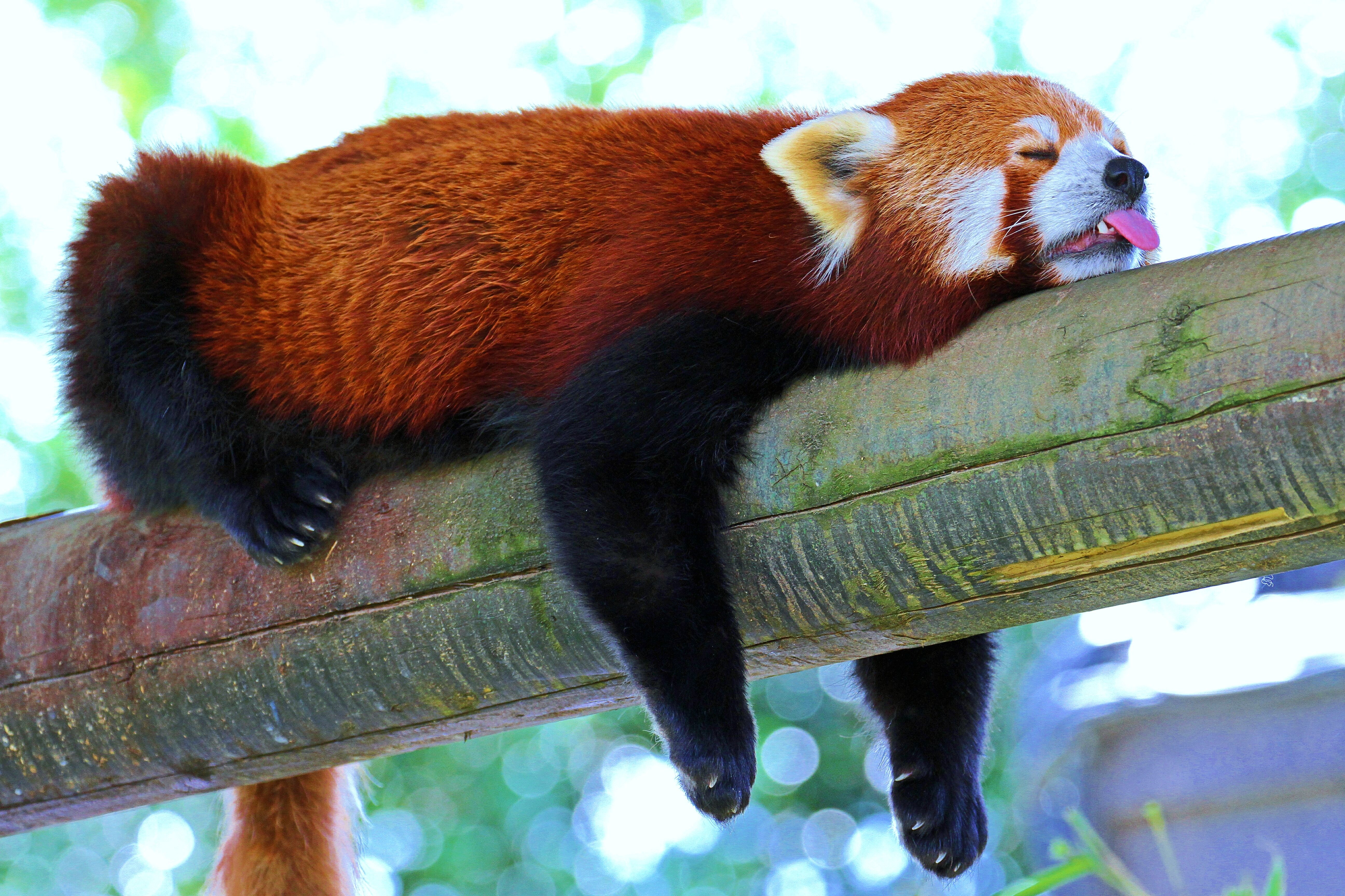 Обои мордочка, панда, сон, отдых, язык, лапки, красная панда, малая панда, muzzle, panda, sleep, stay, language, legs, red panda разрешение 5184x3456 Загрузить