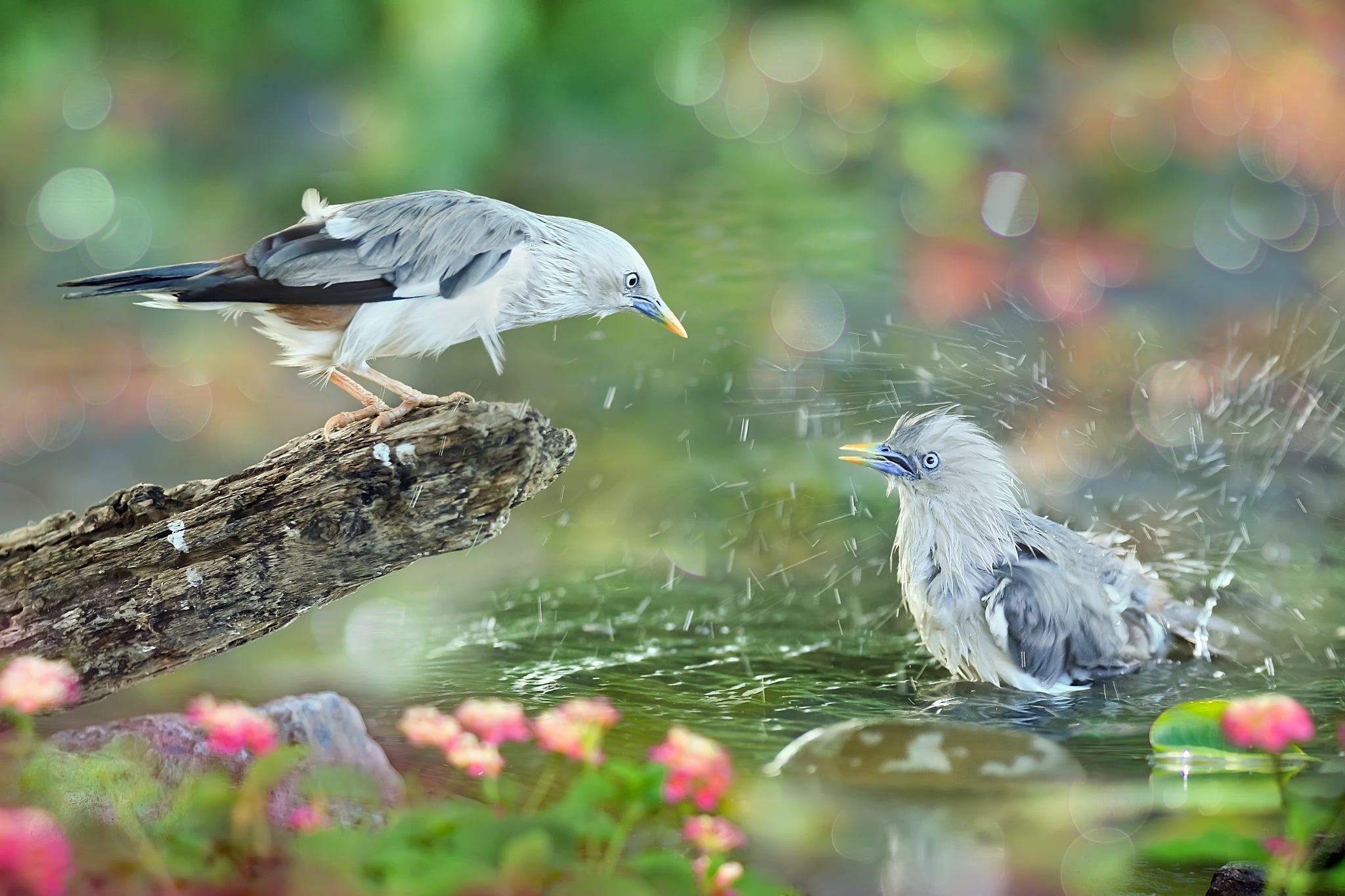 Обои вода, природа, брызги, птицы, коряга, тропики, sue hsu, water, nature, squirt, birds, snag, tropics разрешение 2048x1365 Загрузить