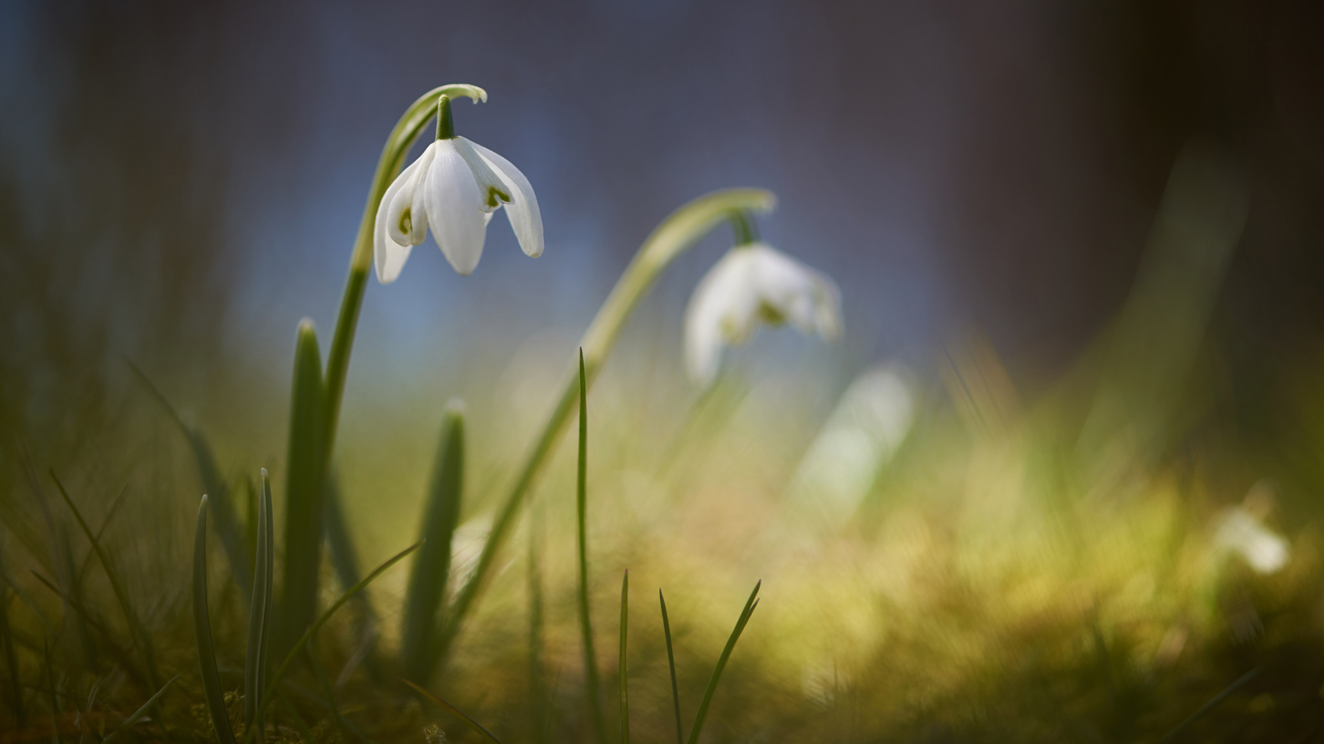 Обои цветы, размытость, весна, подснежники, signe goldmann, flowers, blur, spring, snowdrops разрешение 1920x1080 Загрузить