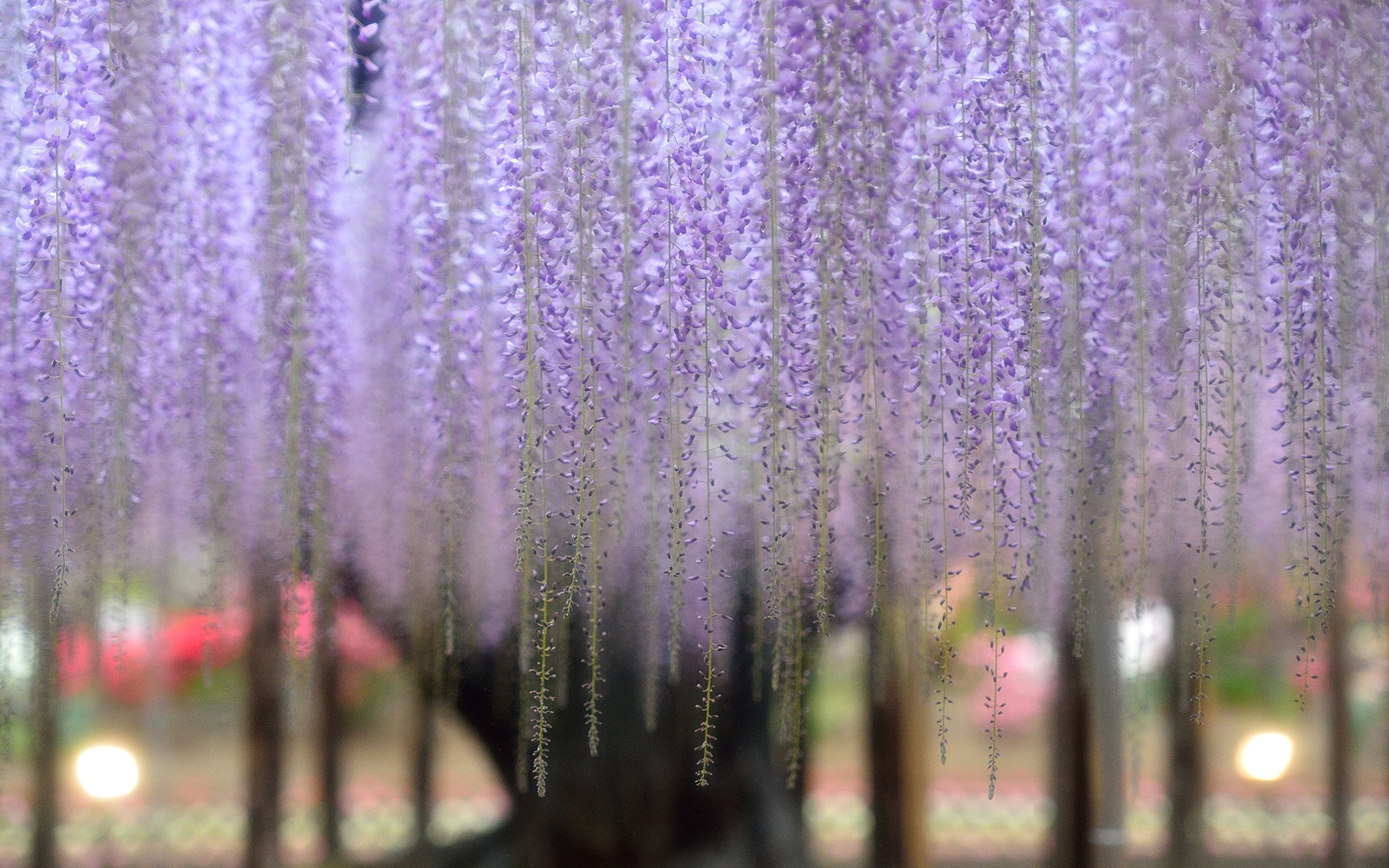 Обои цветы, цветение, растение, глициния, вистерия, n.kikuchi, flowers, flowering, plant, wisteria разрешение 1920x1200 Загрузить