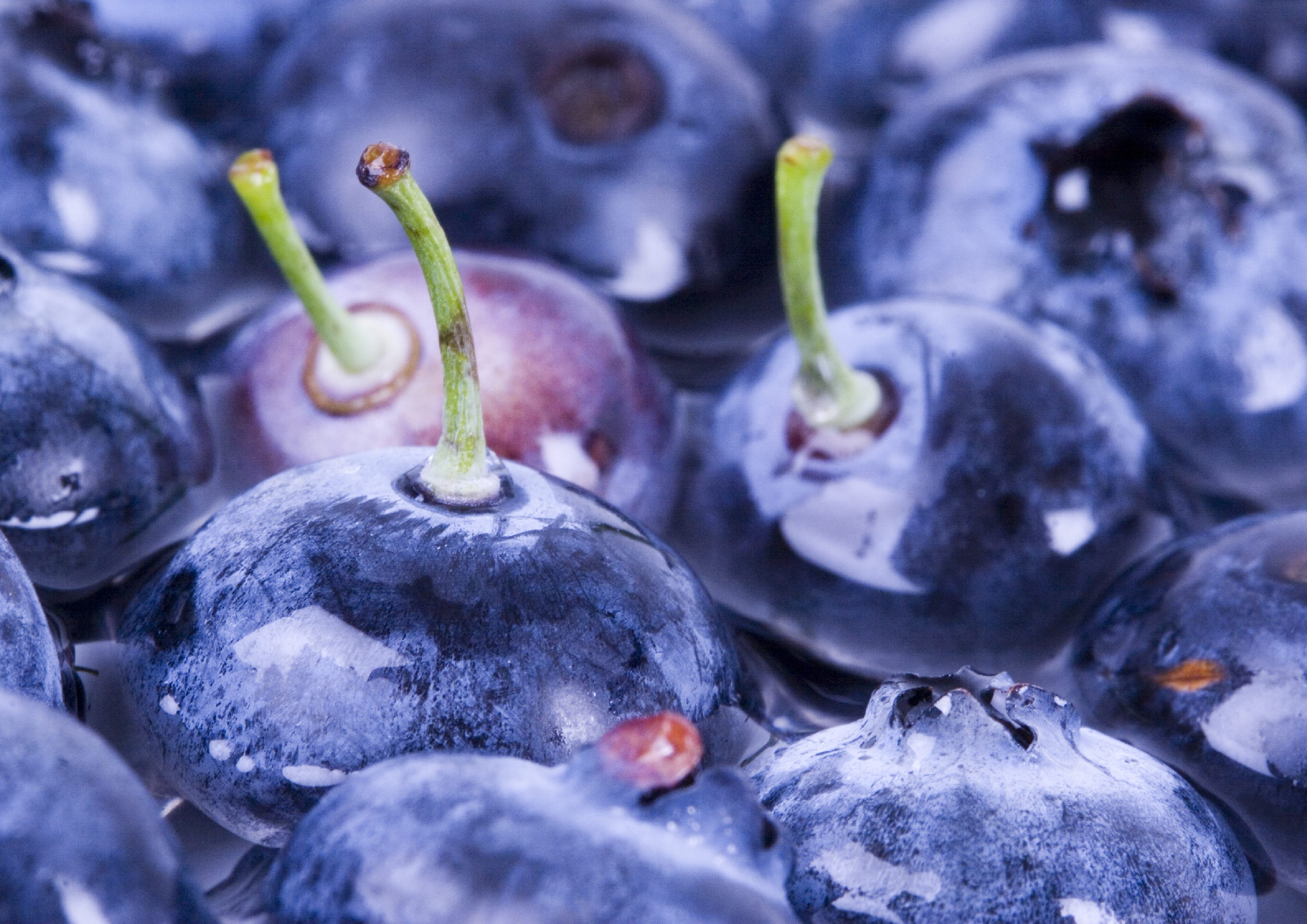 Обои вода, макро, ягоды, черника, water, macro, berries, blueberries разрешение 2716x1920 Загрузить
