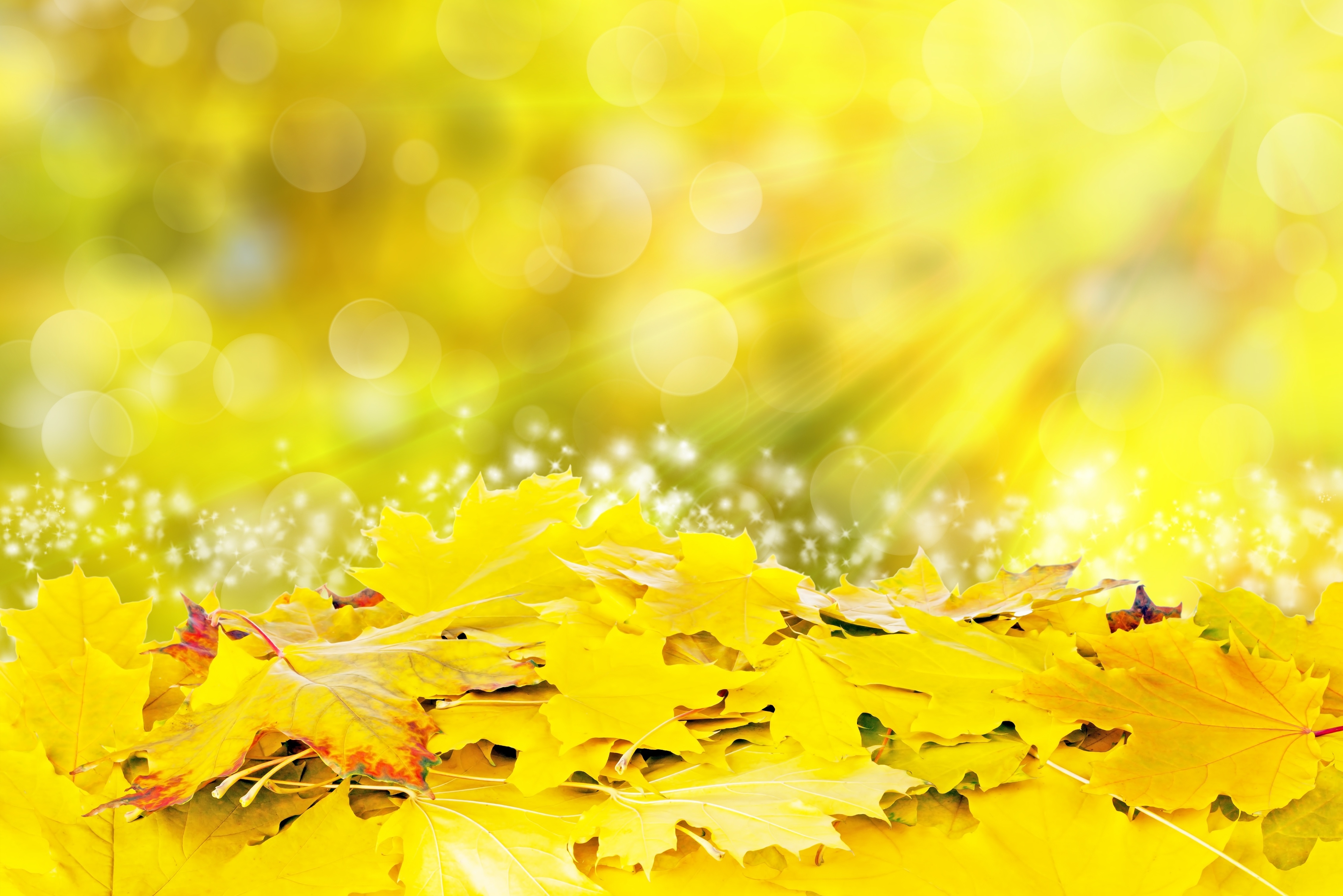 желтые листья скачать