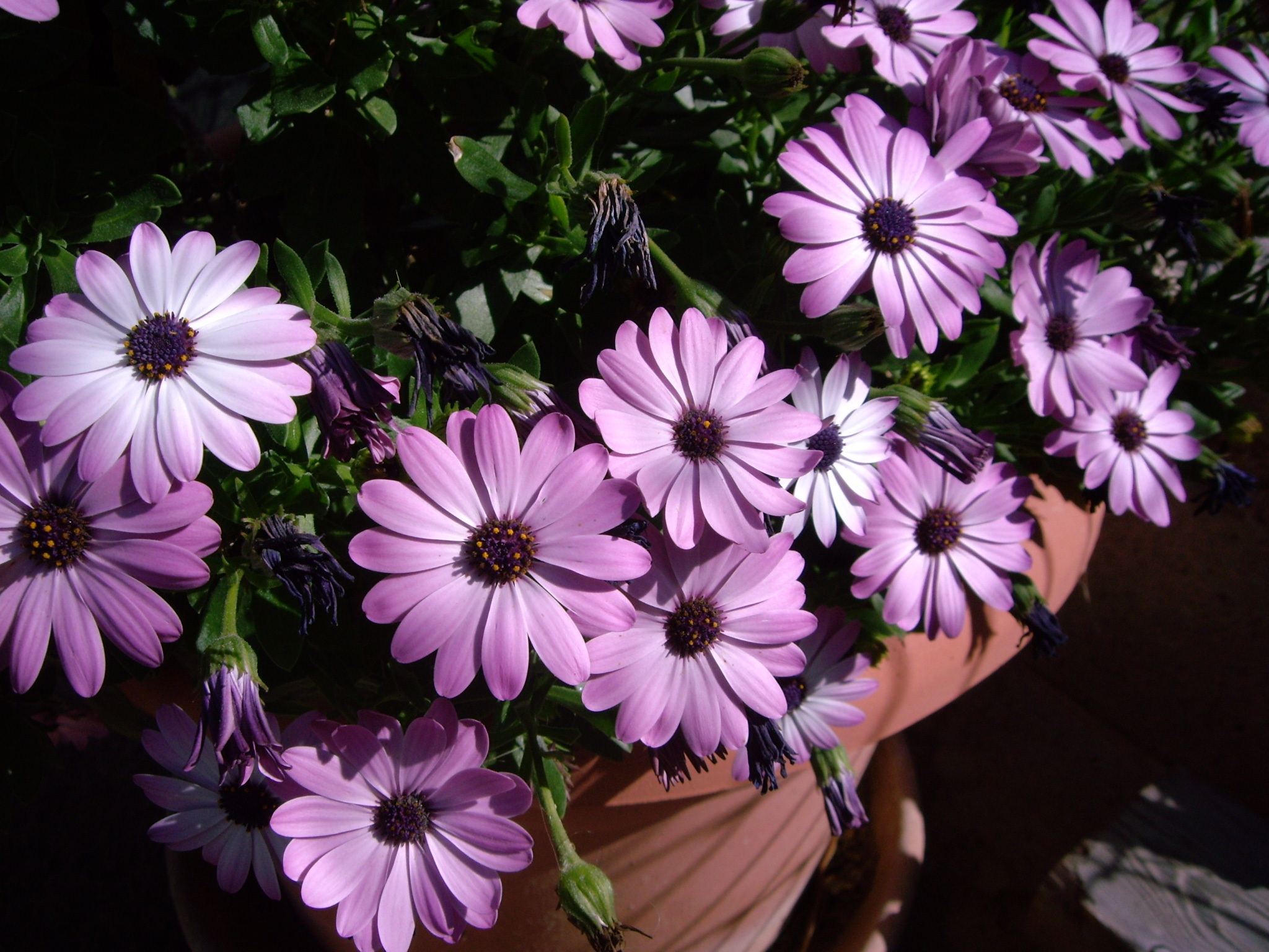 Обои цветы, лепестки, горшок, остеоспермум, flowers, petals, pot, osteospermum разрешение 2048x1536 Загрузить