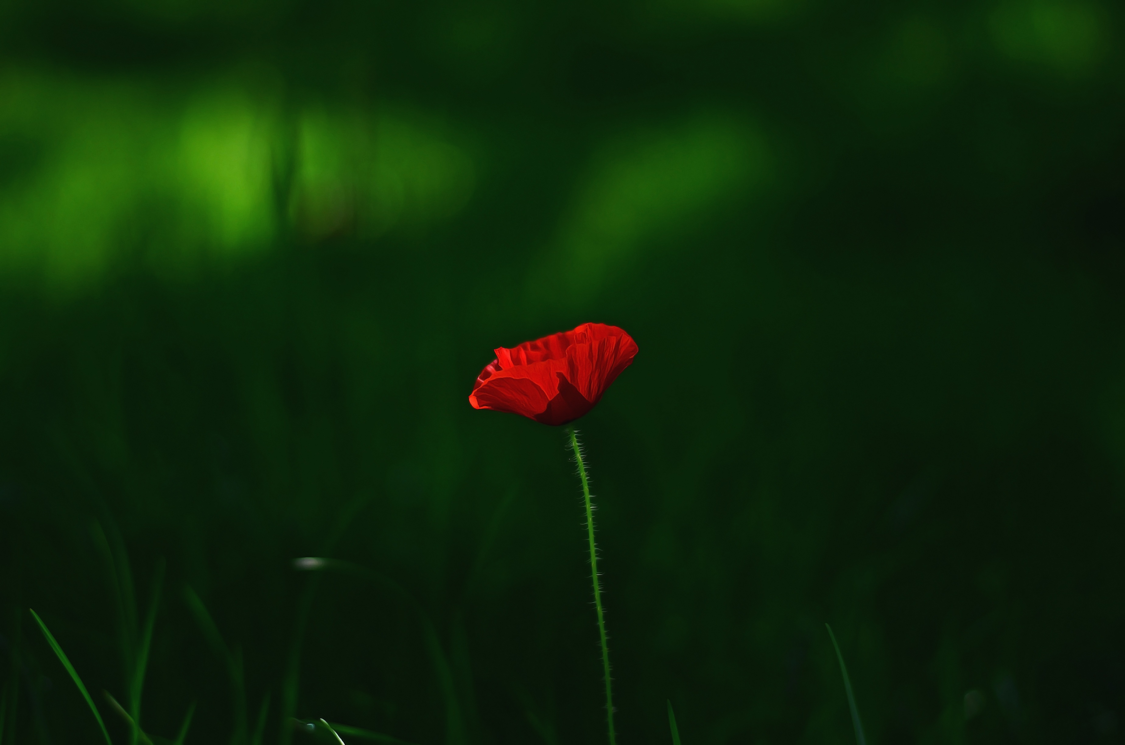 Обои трава, макро, цветок, красный, мак, grass, macro, flower, red, mac разрешение 3696x2448 Загрузить