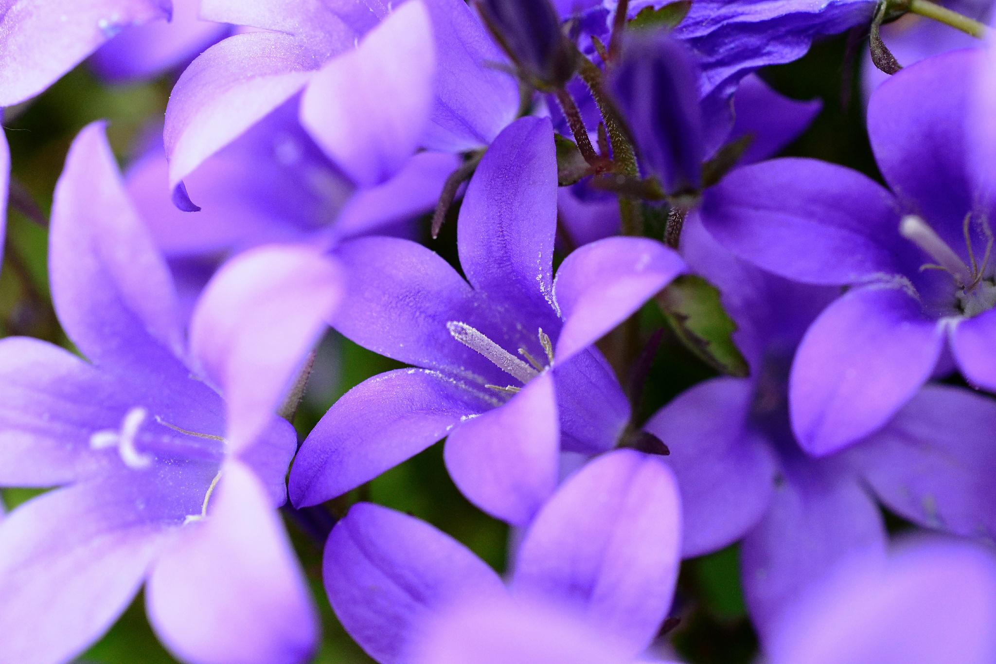 Обои цветы, природа, колокольчики, фиолетовые, flowers, nature, bells, purple разрешение 2048x1365 Загрузить