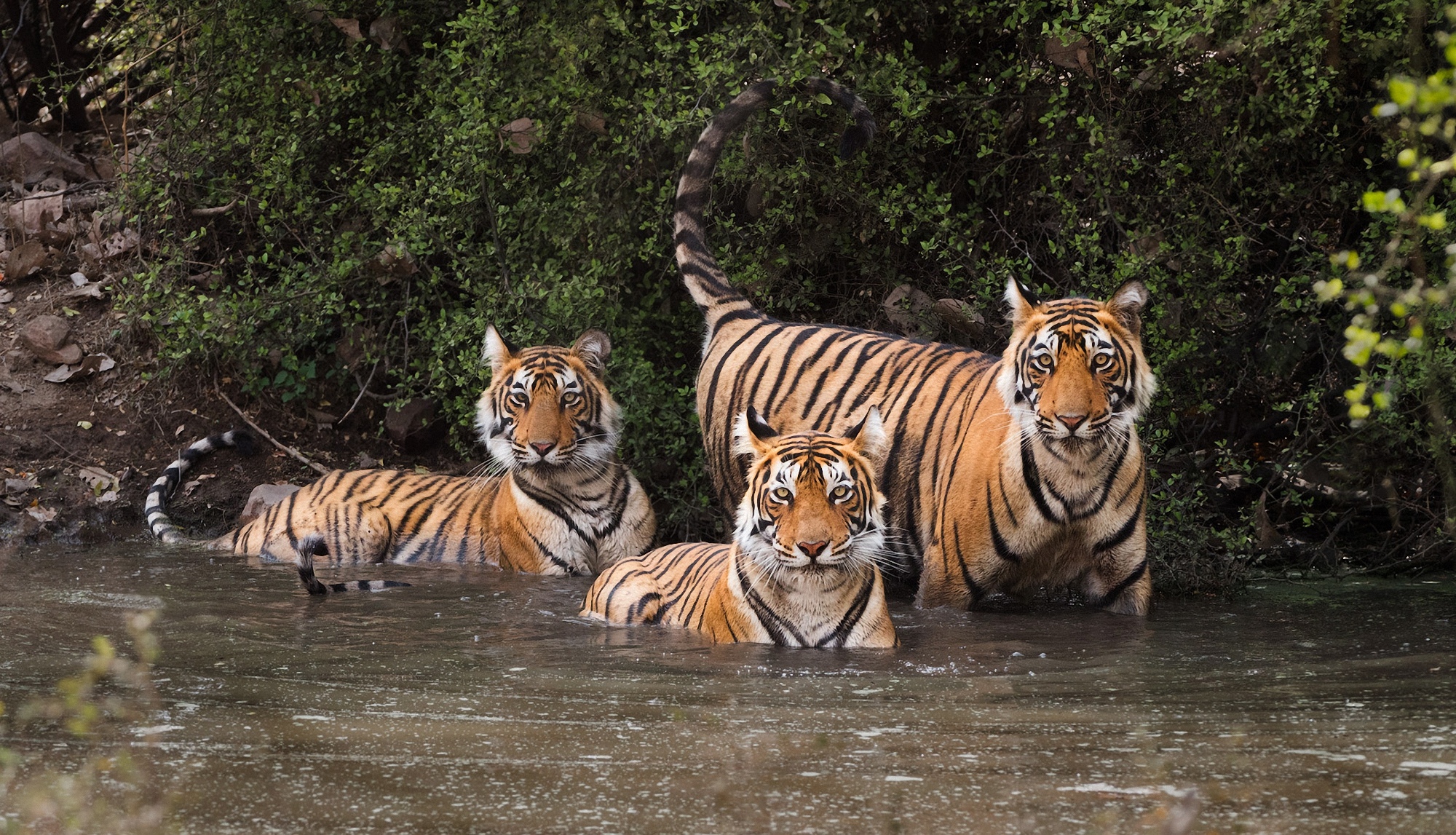 Тигр образует реку. Национальный парк Рантхамбор тигры. Тигр в Индии. Бенгальский тигр Индия. Стая тигров.