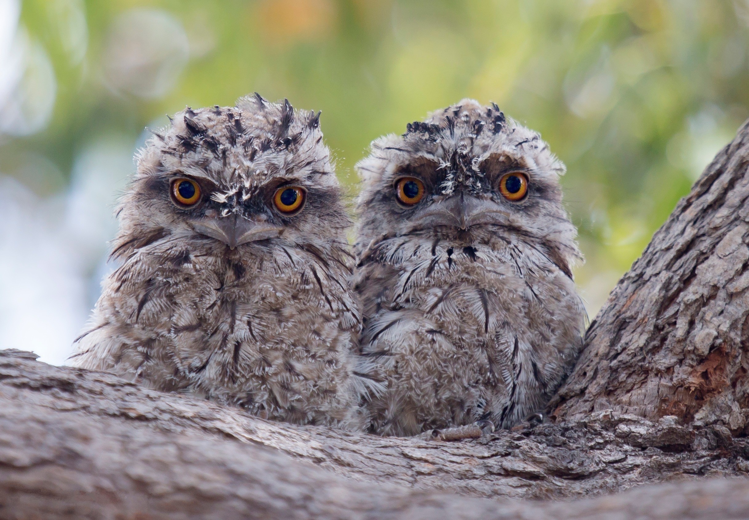 Обои дерево, птицы, кора, птенцы, совы, совята, tree, birds, bark, chicks, owls, owlets разрешение 2434x1691 Загрузить