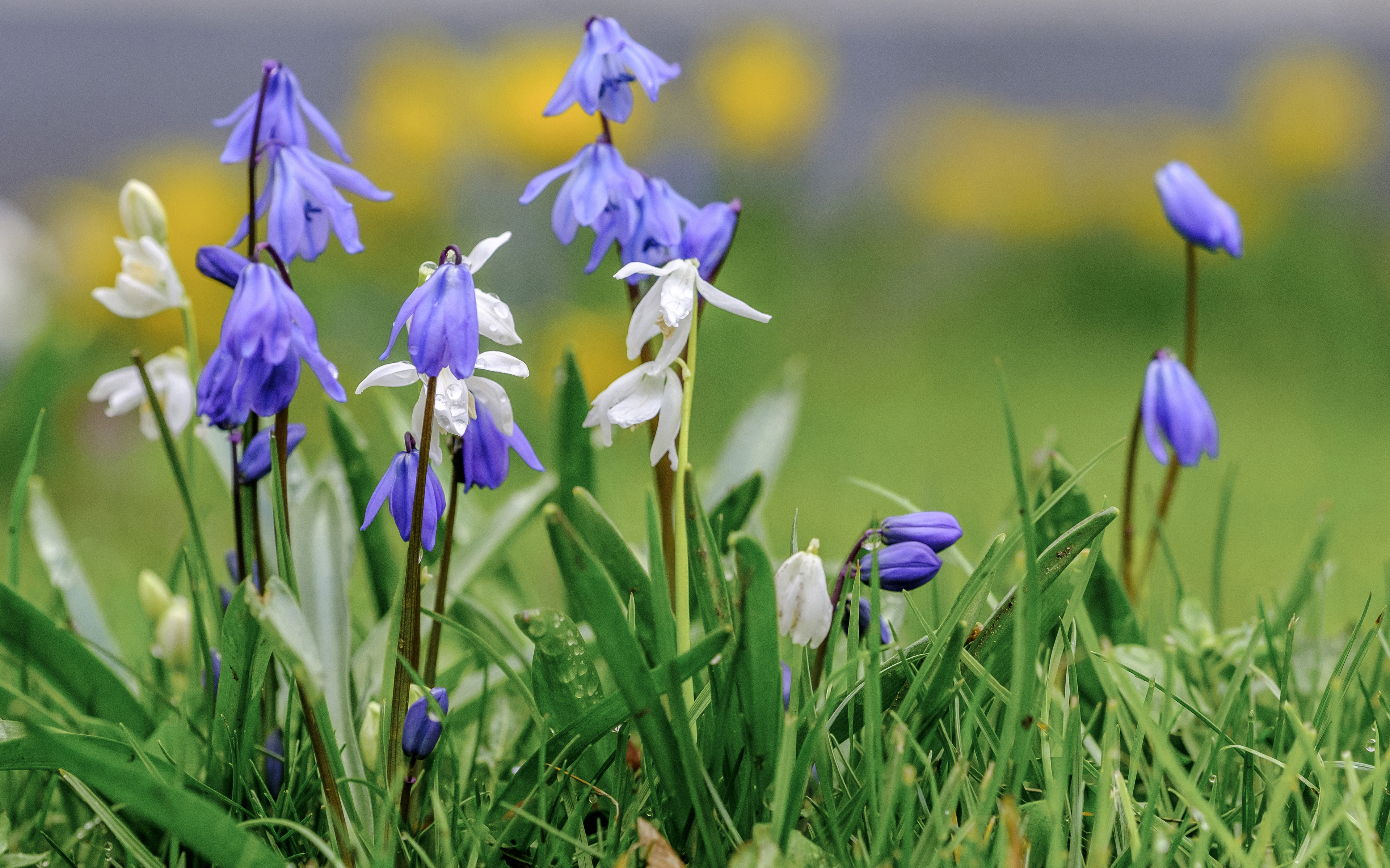 Обои цветы, трава, весна, пролеска, wouter de bruijn, flowers, grass, spring, scilla разрешение 3840x2400 Загрузить