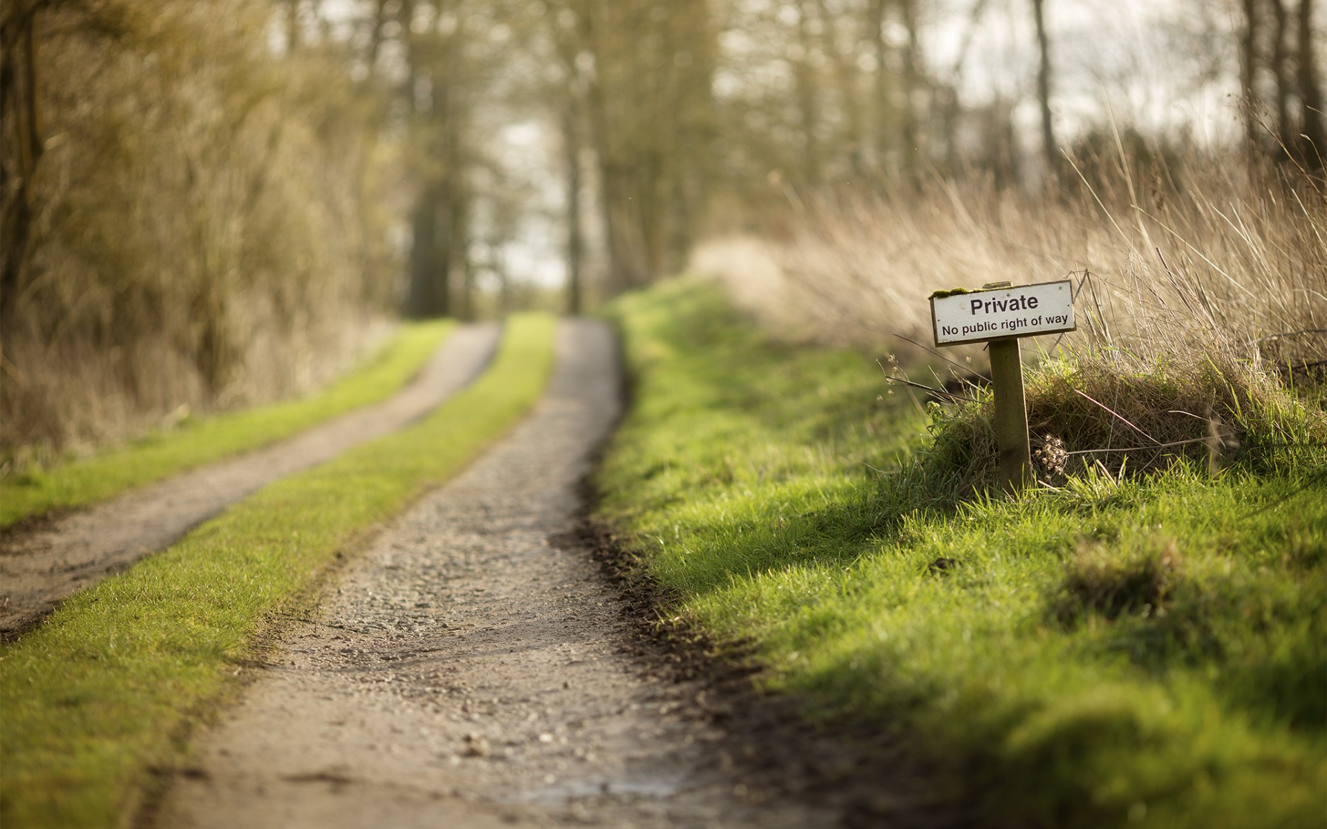 Обои дорога, трава, природа, лес, весна, частное, road, grass, nature, forest, spring, private разрешение 1920x1200 Загрузить