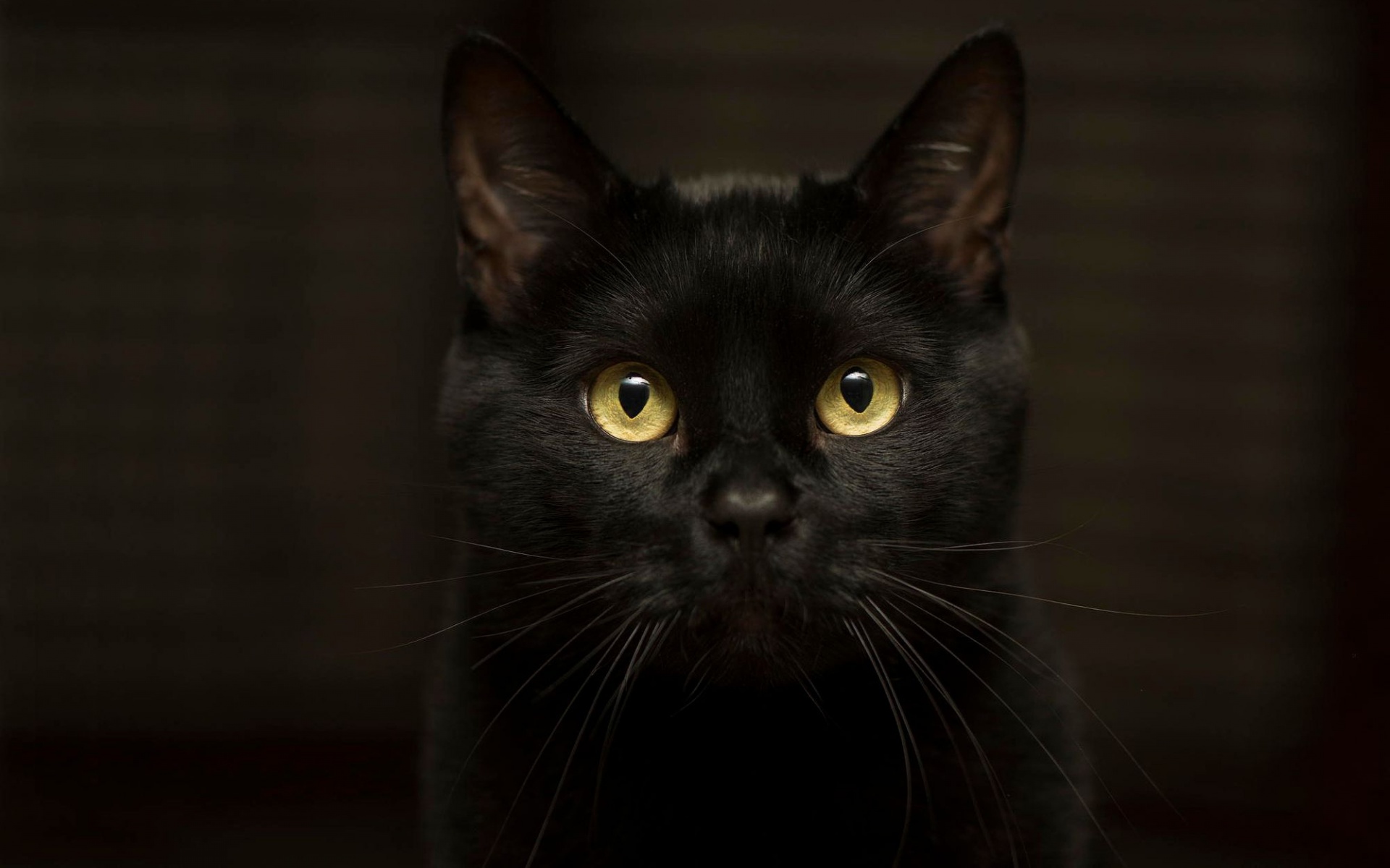 Черный кот в темноте бесплатно