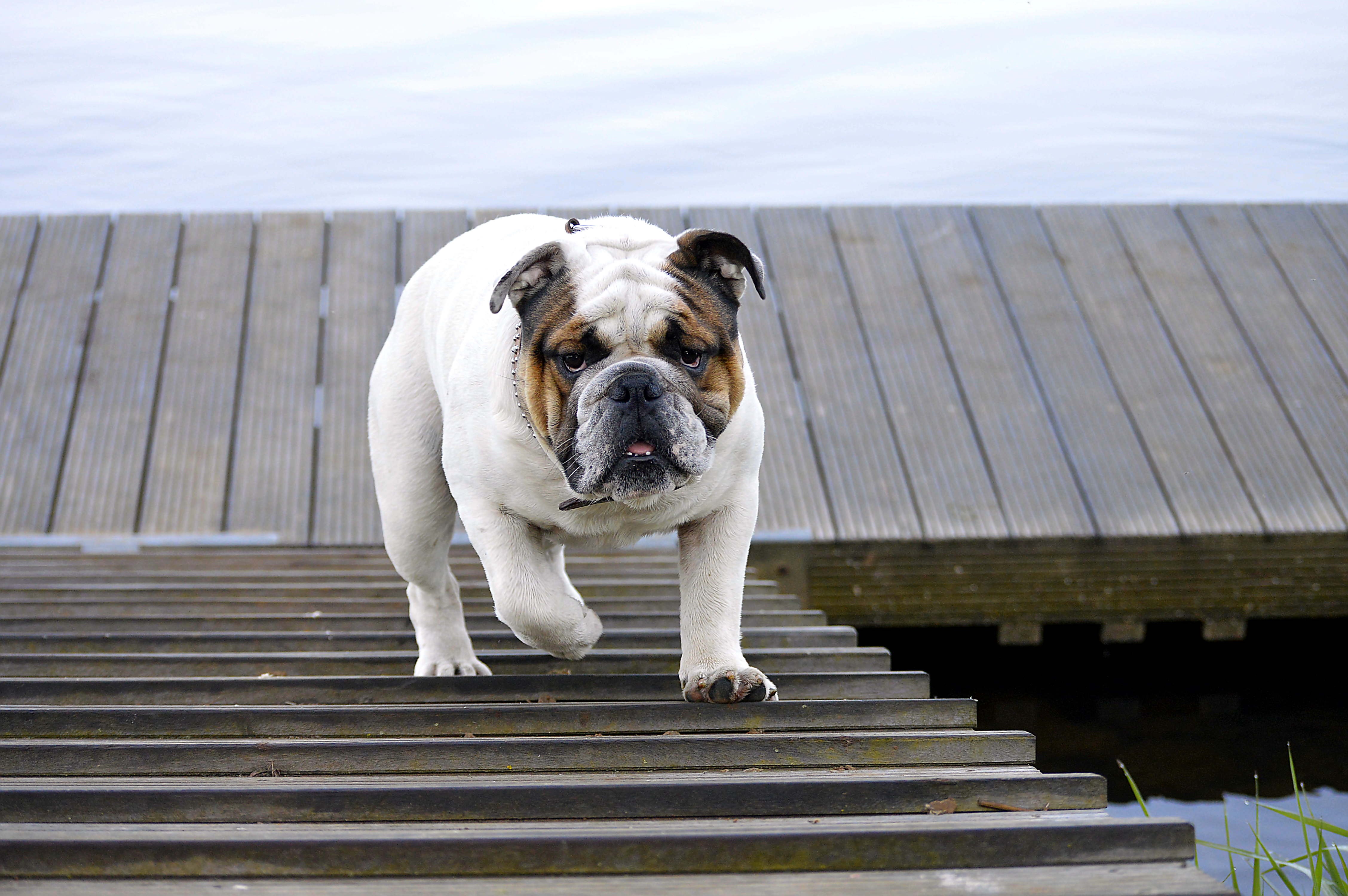 Обои лестница, собака, прогулка, животное, бульдог, английский бульдог, ladder, dog, walk, animal, bulldog, english bulldog разрешение 4512x3000 Загрузить