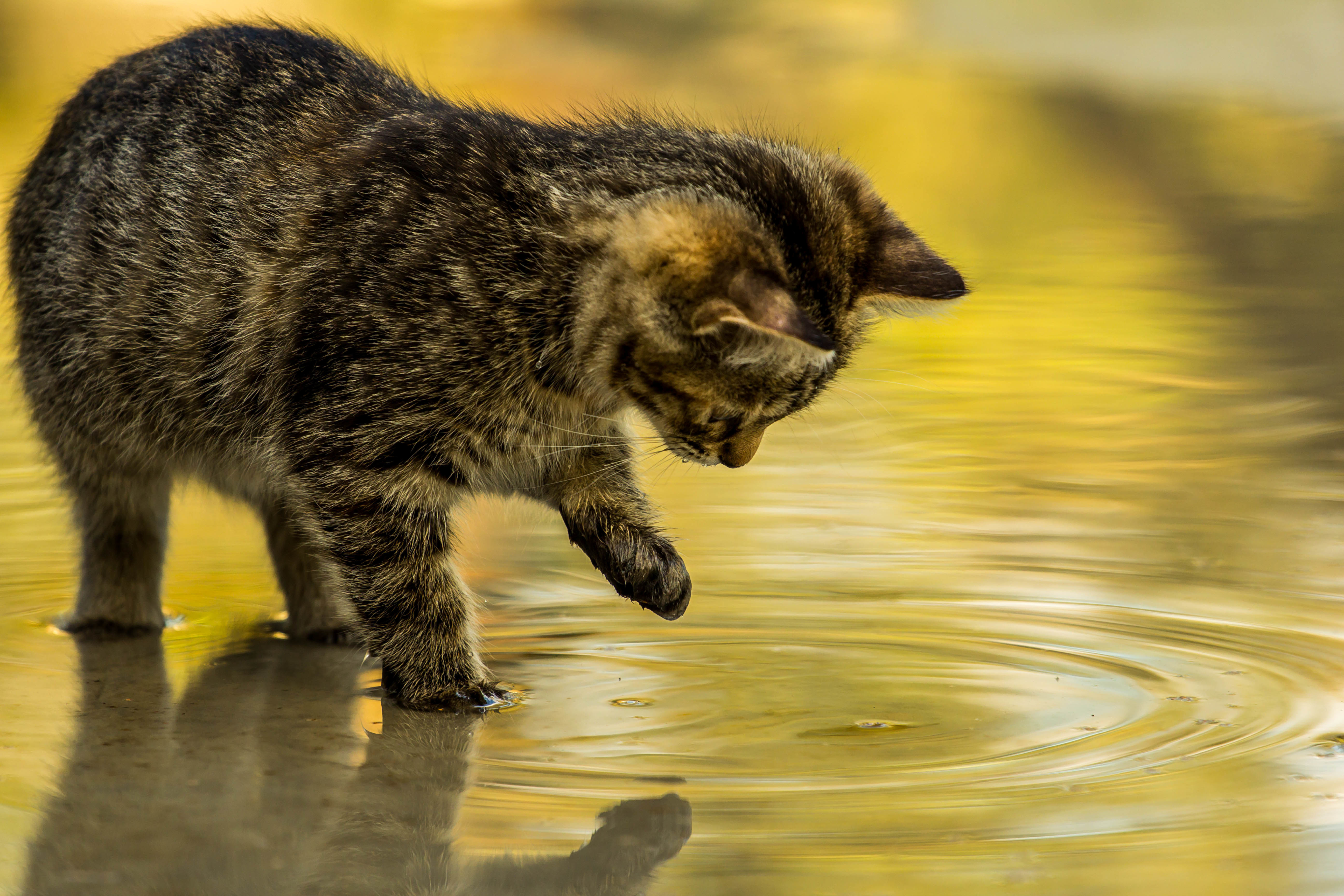 Кот в воде. Кот в луже. Кошка в луже. Кошка в воде. Отражение кота в луже.