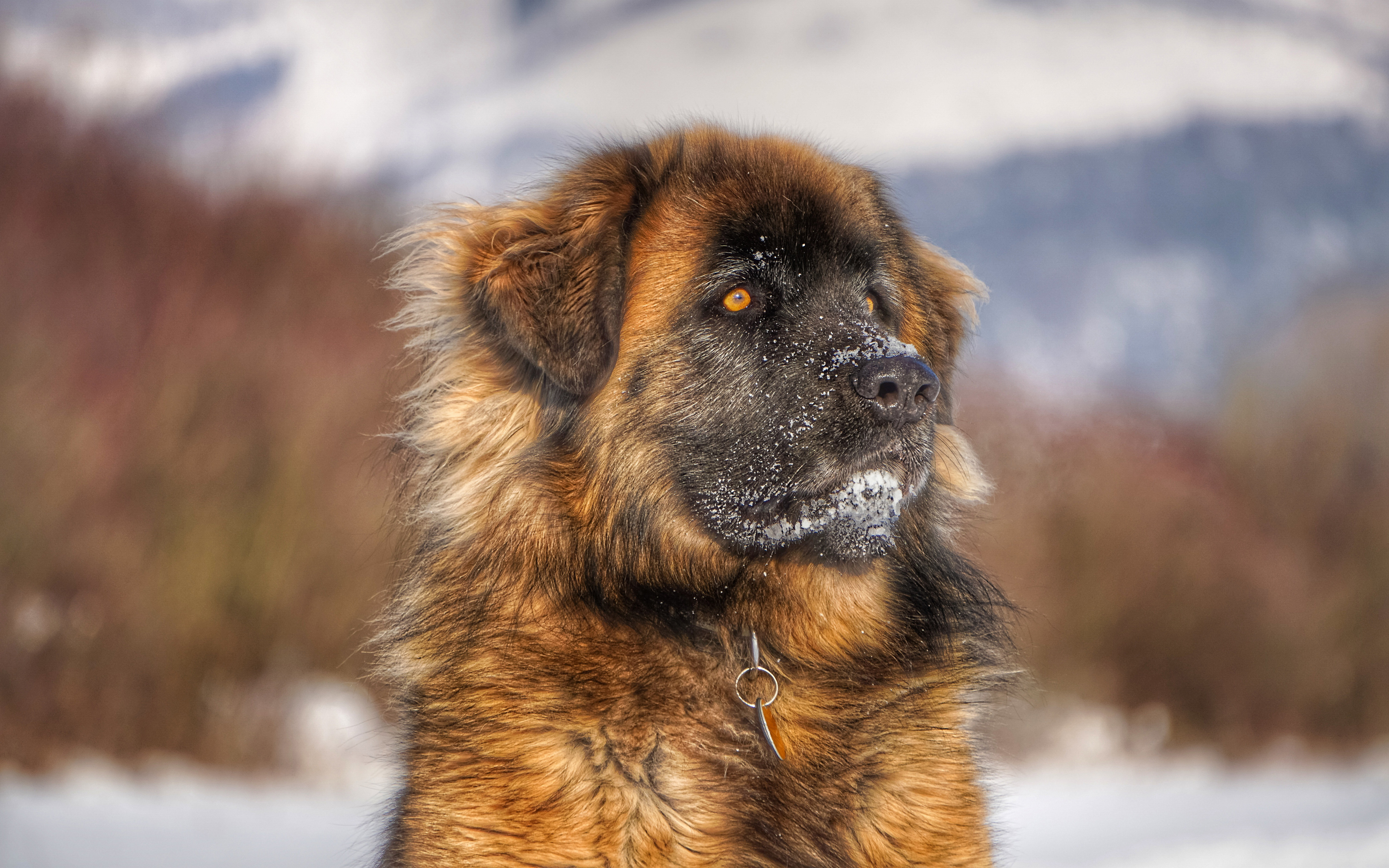 Обои морда, взгляд, собака, леонбергер, face, look, dog, leonberger разрешение 3840x2400 Загрузить