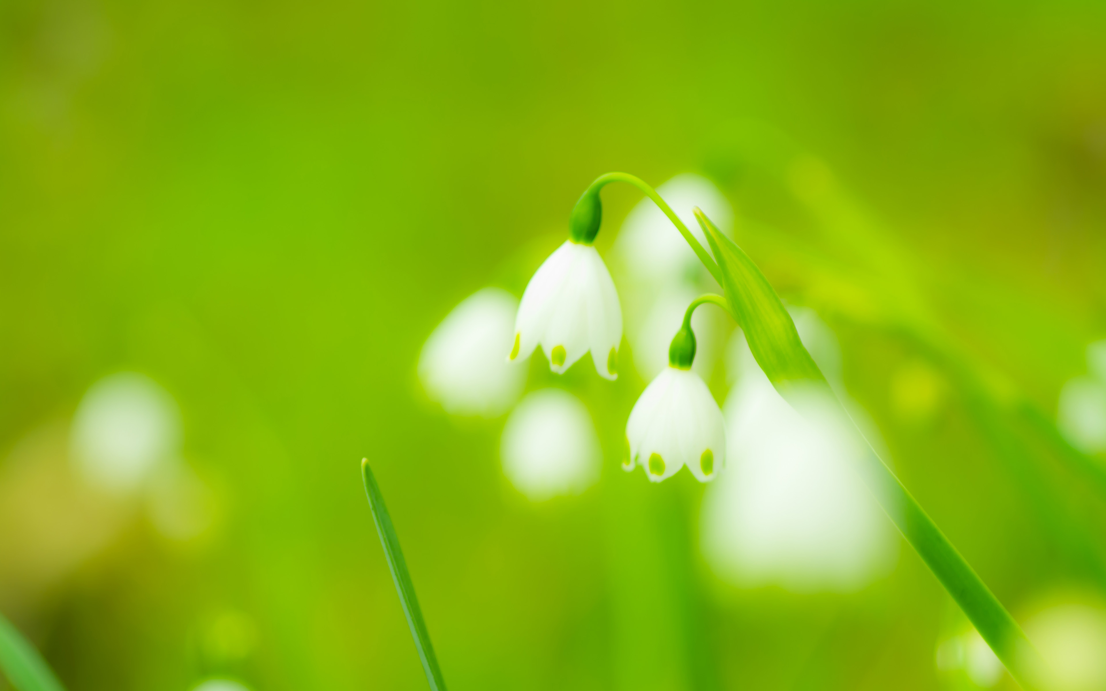 Обои цветы, весна, подснежники, flowers, spring, snowdrops разрешение 3840x2400 Загрузить