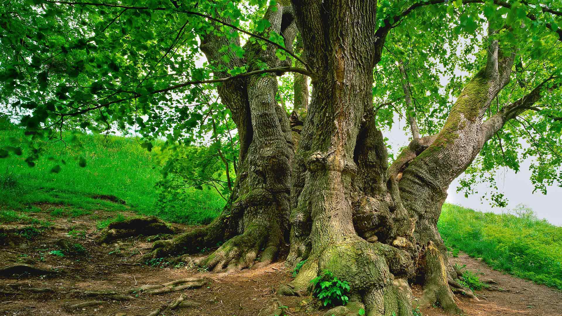 Обои природа, дерево, листья, ветки, стволы, весна, зеленые листья, nature, tree, leaves, branches, trunks, spring, green leaves разрешение 1920x1080 Загрузить