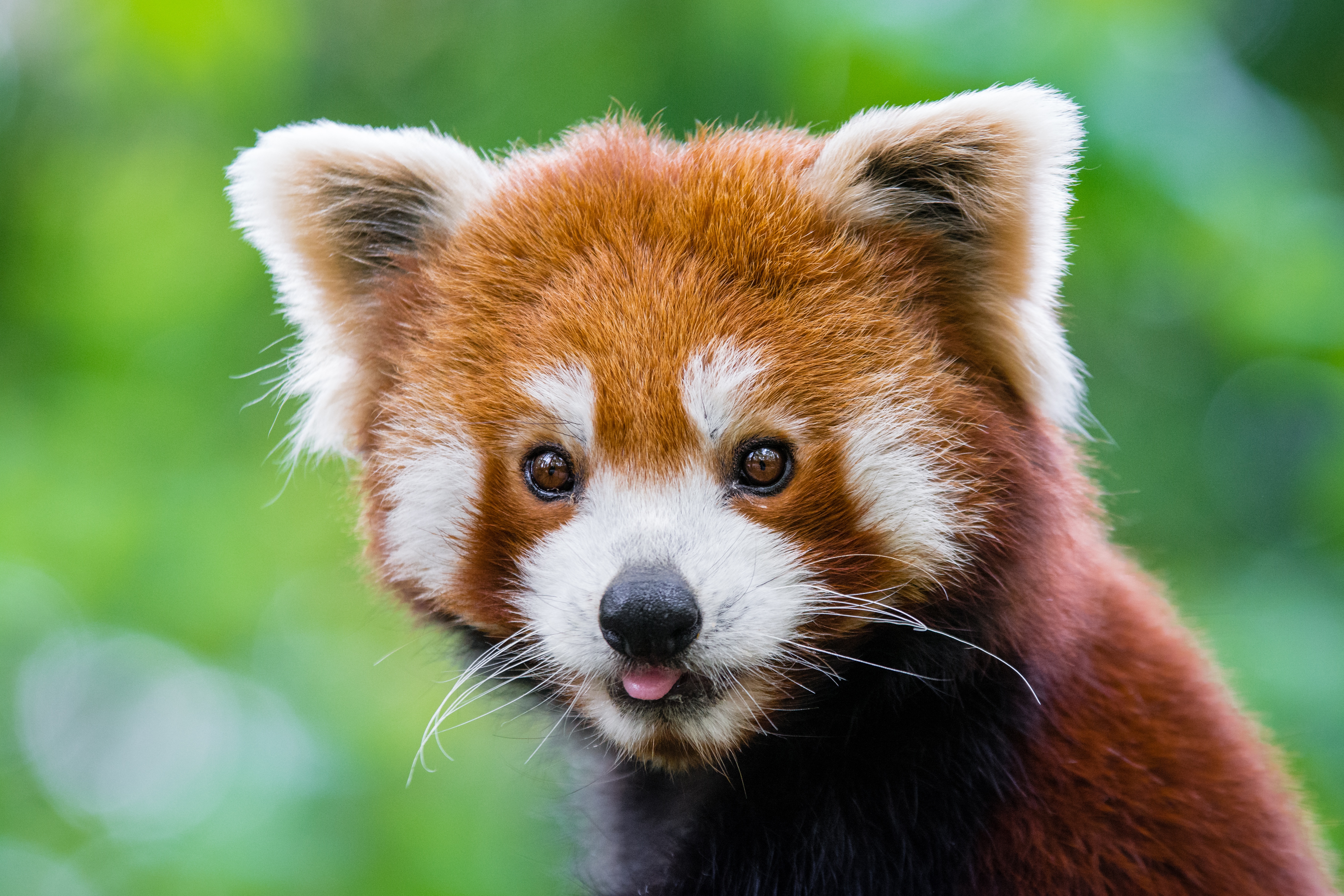 Red Panda без смс