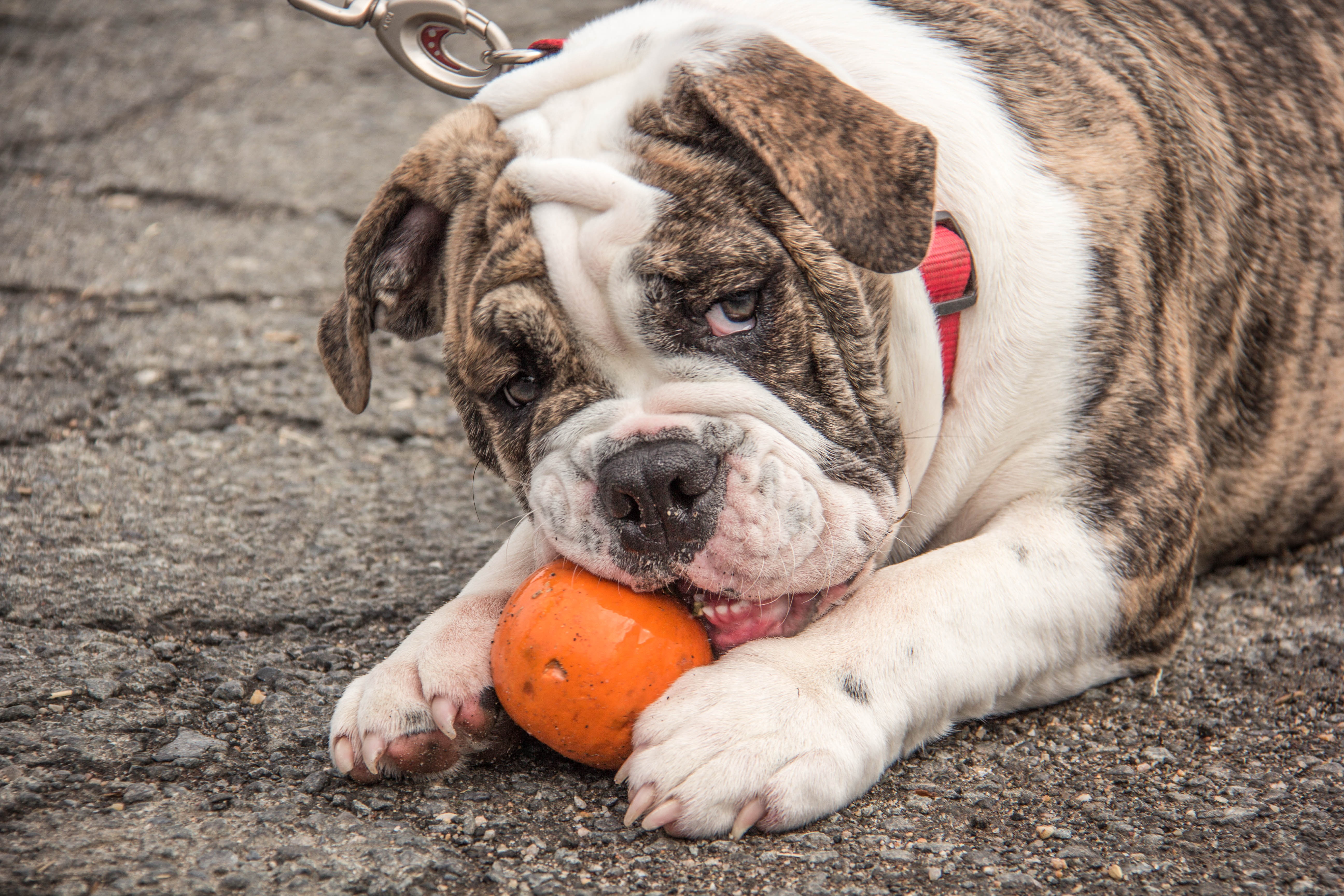 Обои мордочка, взгляд, собака, лапки, английский бульдог, muzzle, look, dog, legs, english bulldog разрешение 5184x3456 Загрузить