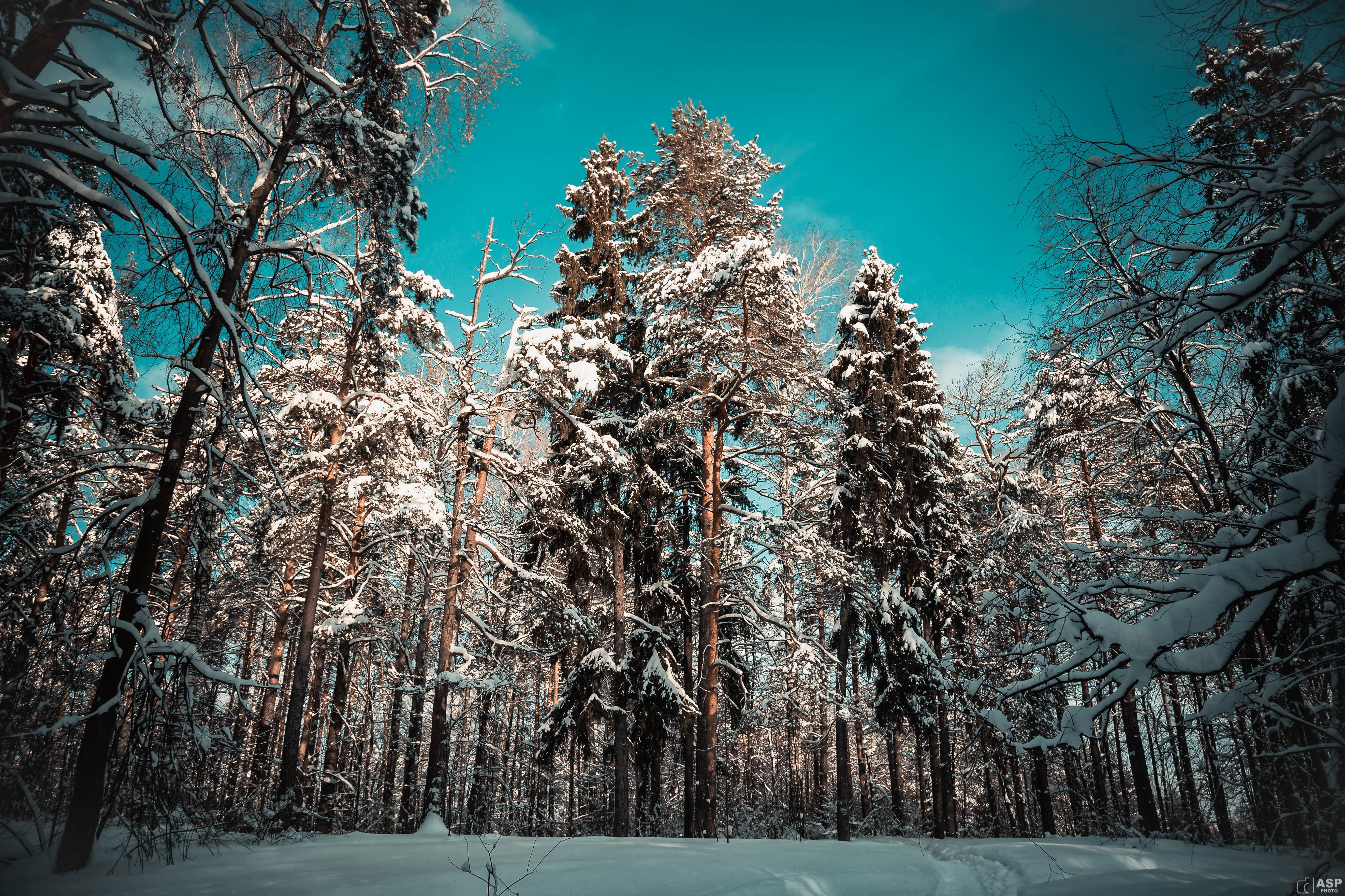 природа лес деревья зима снег бесплатно