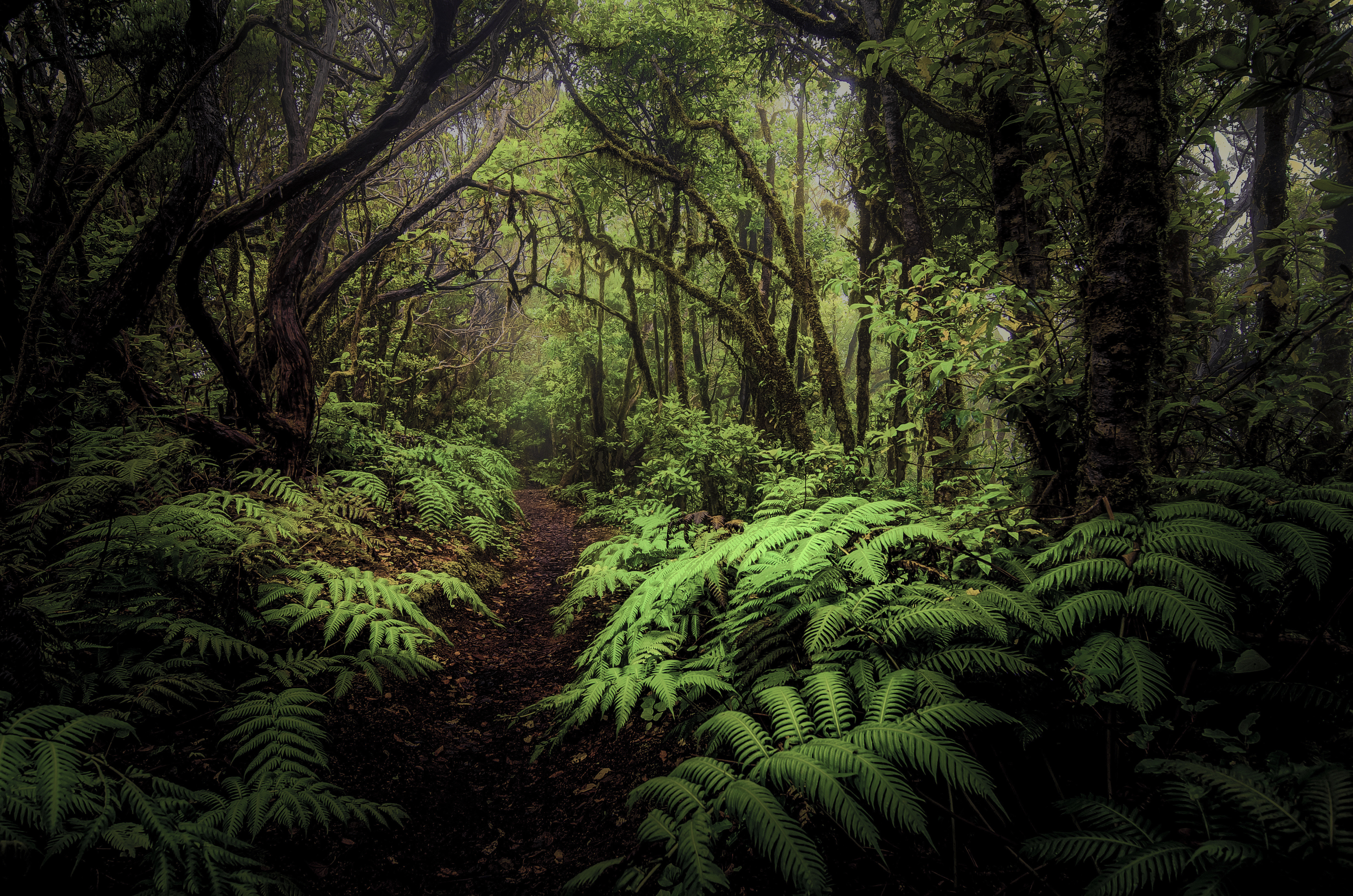 Обои деревья, лес, листья, тропинка, папоротник, заросли, trees, forest, leaves, path, fern, thickets разрешение 4928x3264 Загрузить