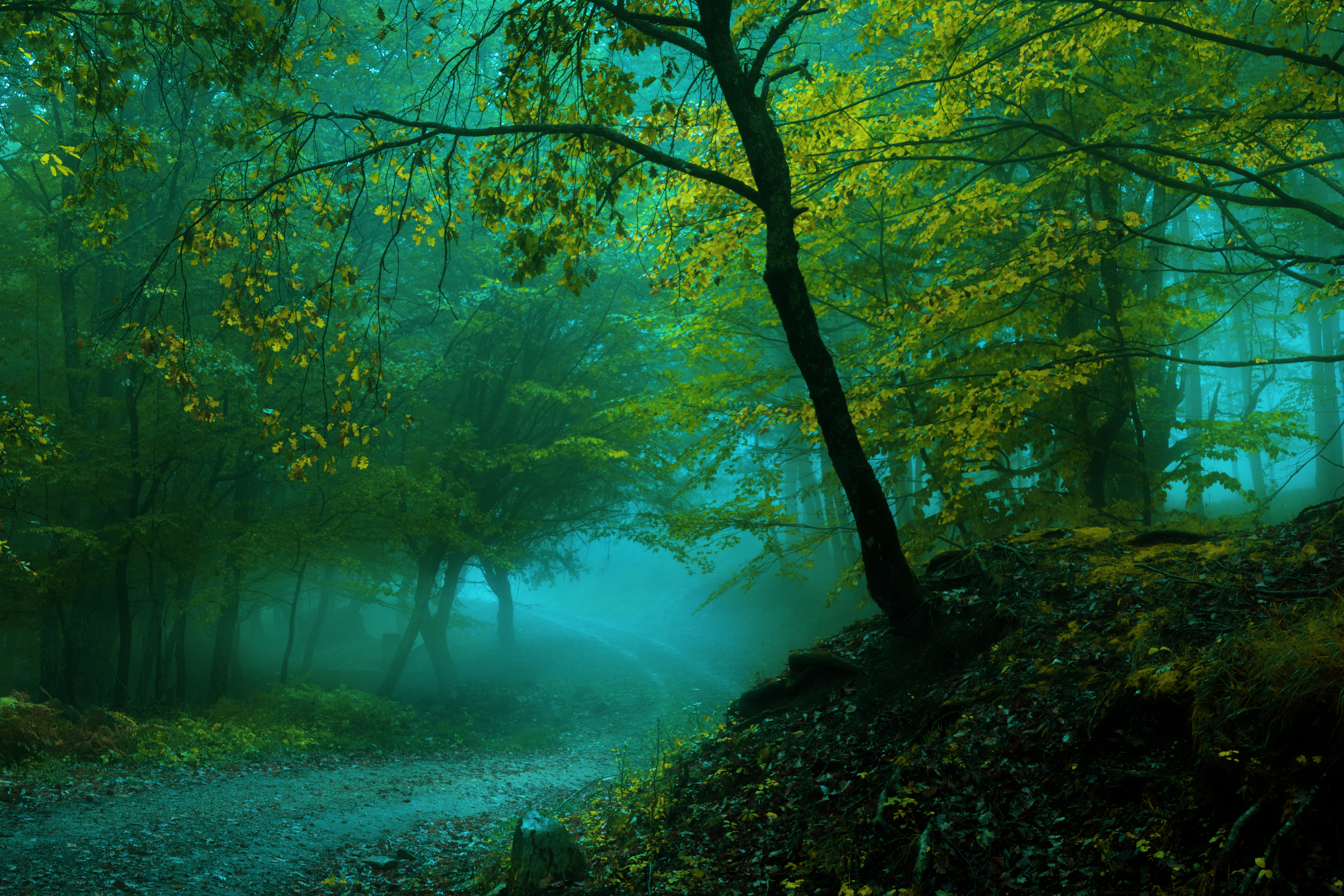 Обои дорога, деревья, лес, пейзаж, туман, road, trees, forest, landscape, fog разрешение 6000x4000 Загрузить