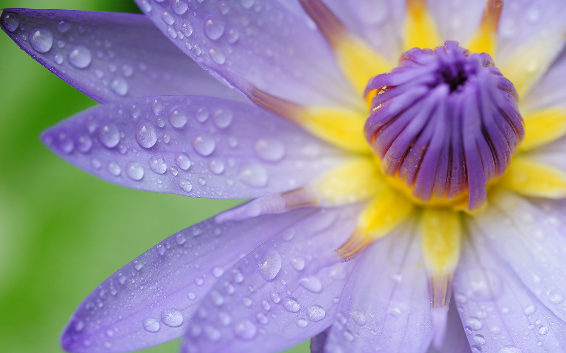 Обои цветок, капли, лепестки, водяная лилия, flower, drops, petals, water lily разрешение 1920x1200 Загрузить