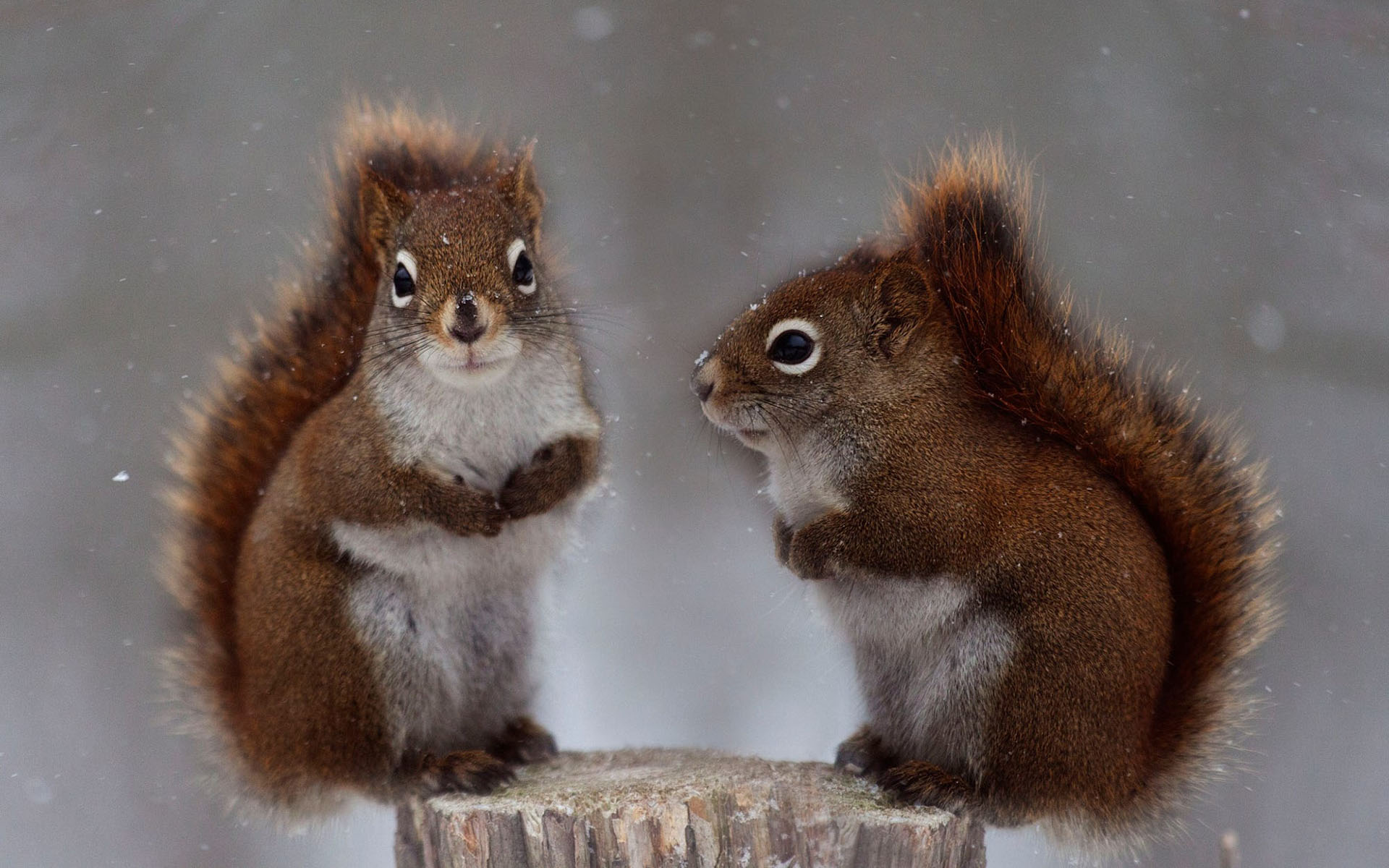 Обои снег, природа, животные, белки, белочки, andre villeneuve, snow, nature, animals, proteins, squirrels разрешение 1920x1200 Загрузить