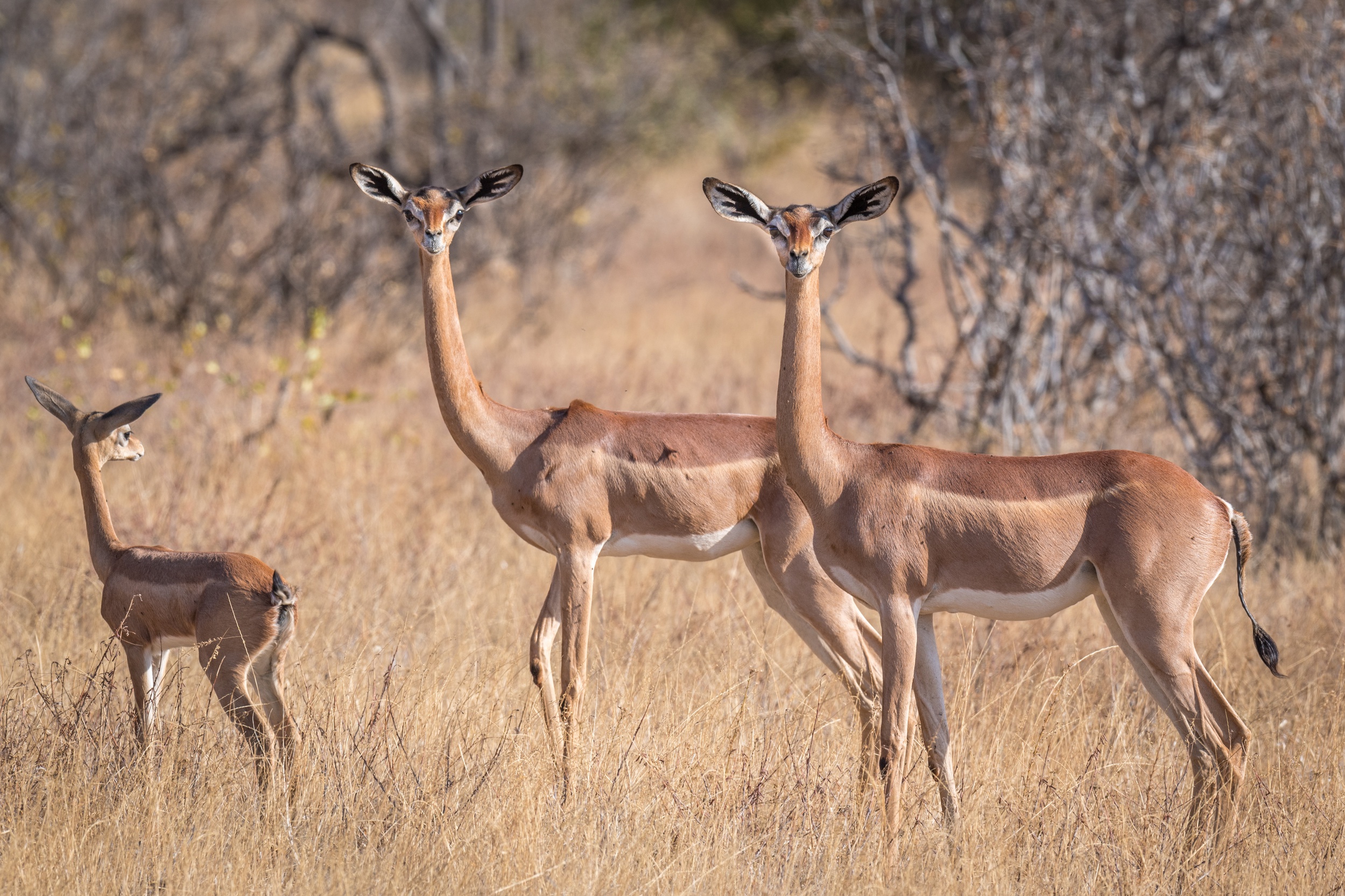 Обои африка, антилопа, геренук, жирафовая газель, africa, antelope, gerenuk, giraffidae gazelle разрешение 2499x1666 Загрузить