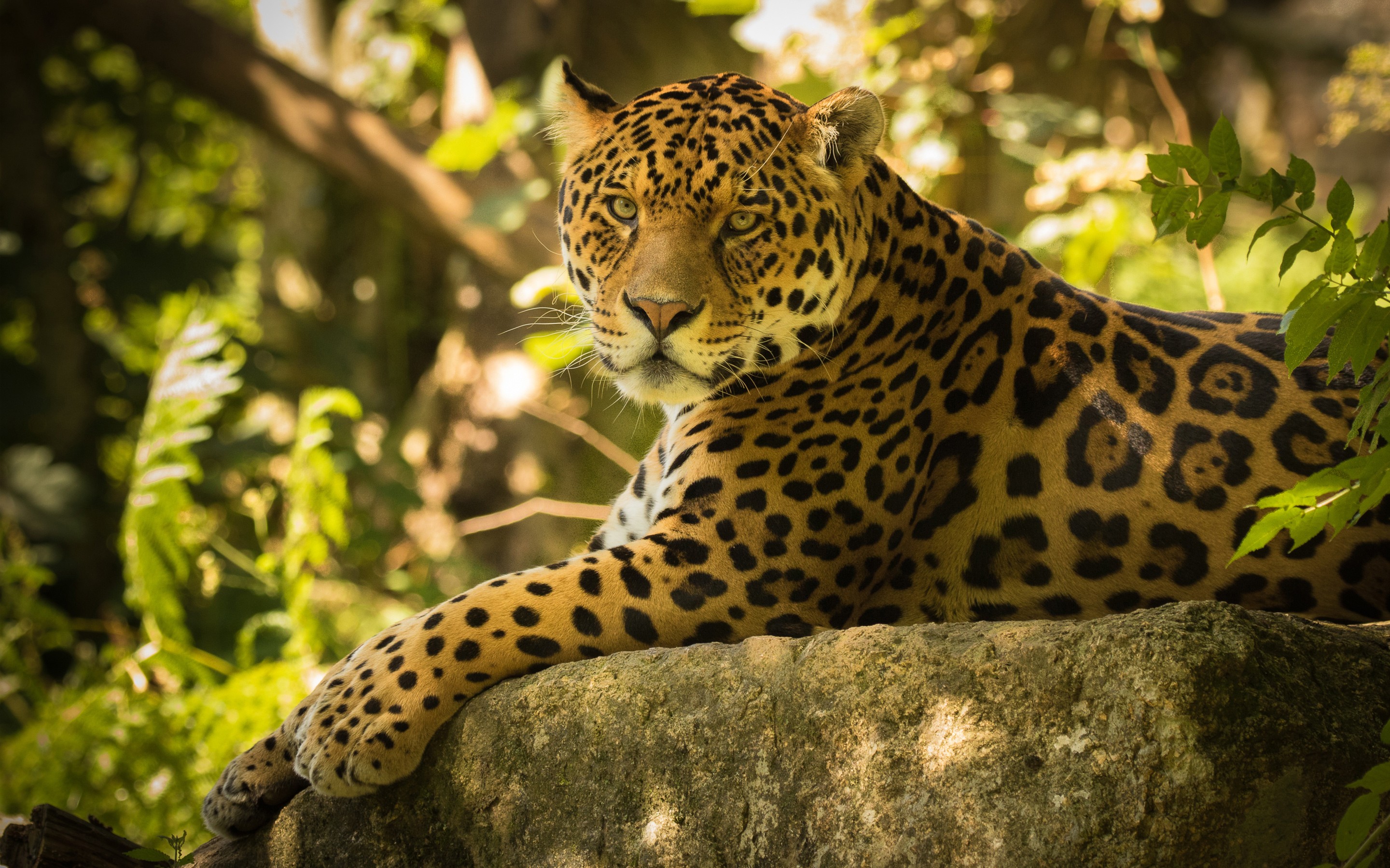 Обои взгляд, хищник, камень, большая кошка, ягуар, дикая кошка, look, predator, stone, big cat, jaguar, wild cat разрешение 2880x1800 Загрузить