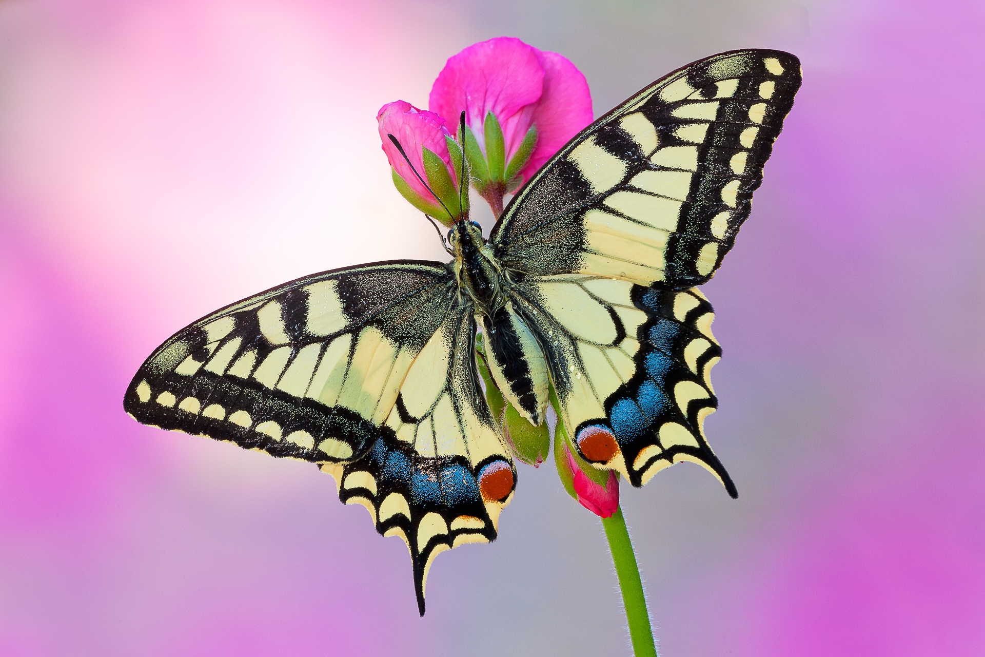 Красивые бабочки на цветах. Махаон (бабочка). Papilio Machaon. Тигровый Махаон бабочка. Бабочка Махаон на цветке.