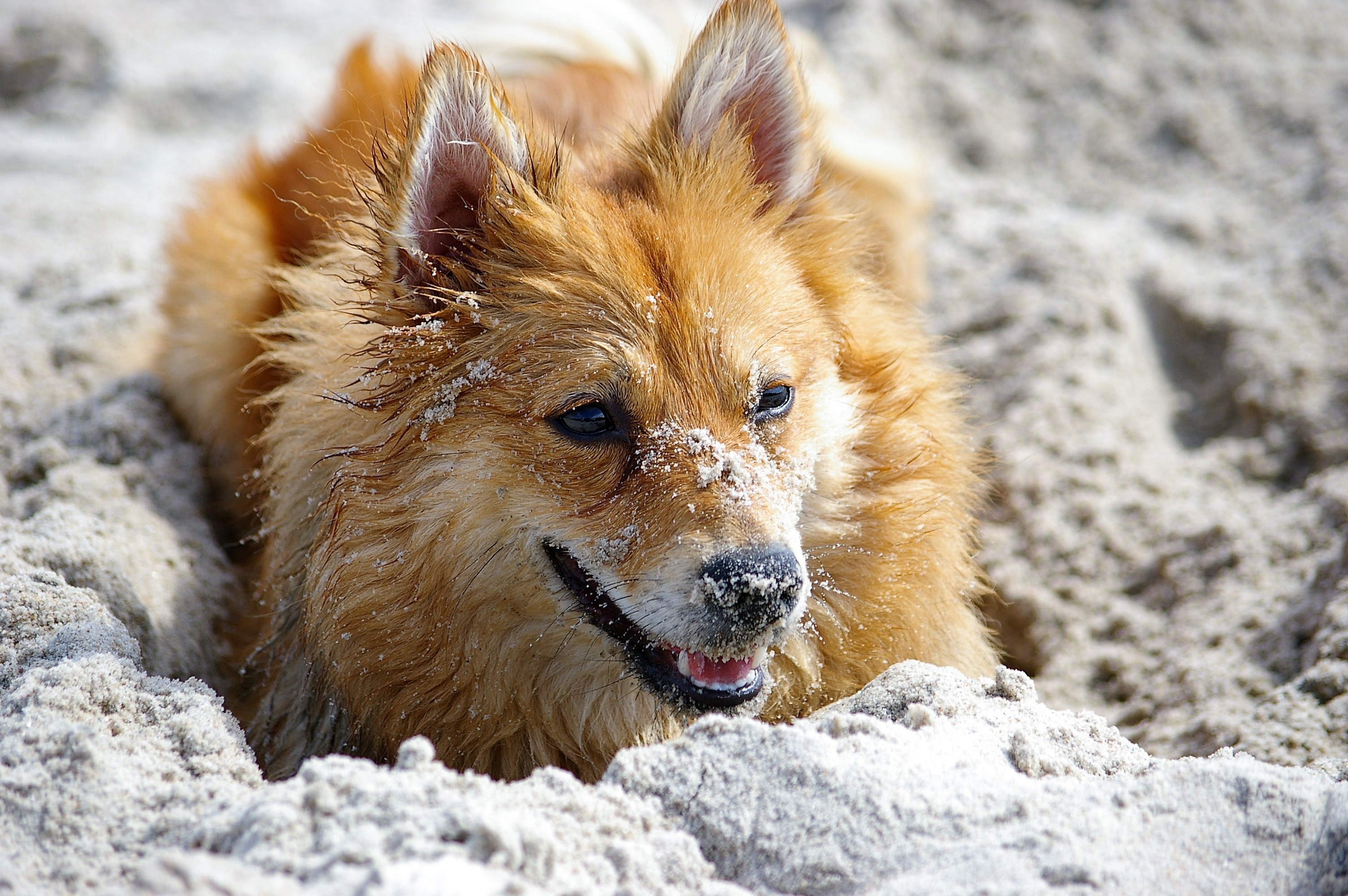 Обои цветы, песок, мордочка, взгляд, рыжая, cобака, flowers, sand, muzzle, look, red, dog разрешение 3008x2000 Загрузить