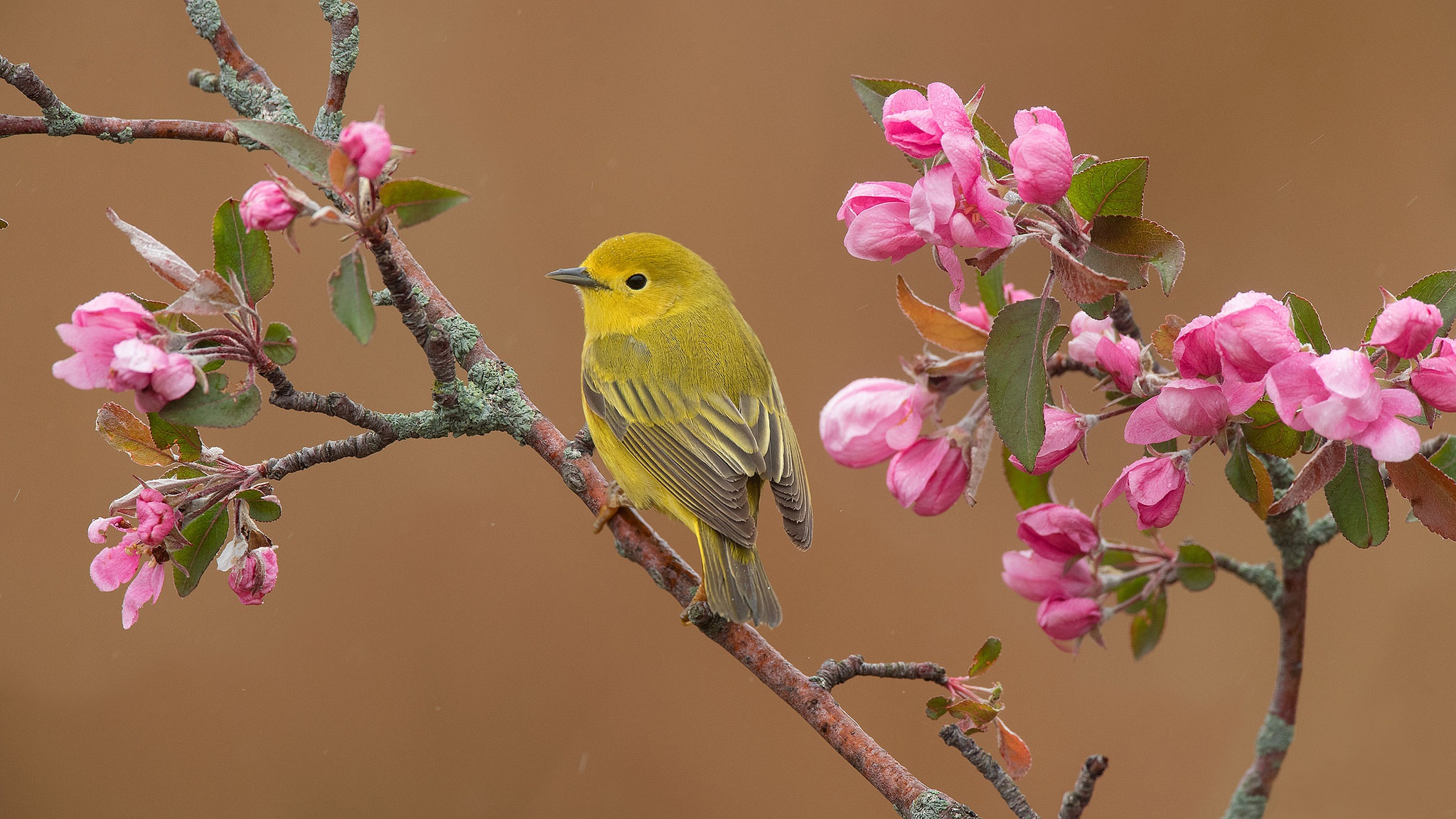 Желтая птица на ветке с цветами скачать