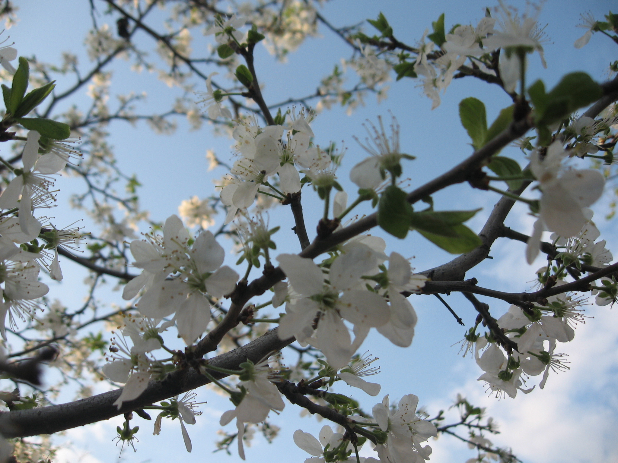 Обои цветение, ветви, весна, вишня, flowering, branch, spring, cherry разрешение 2048x1536 Загрузить