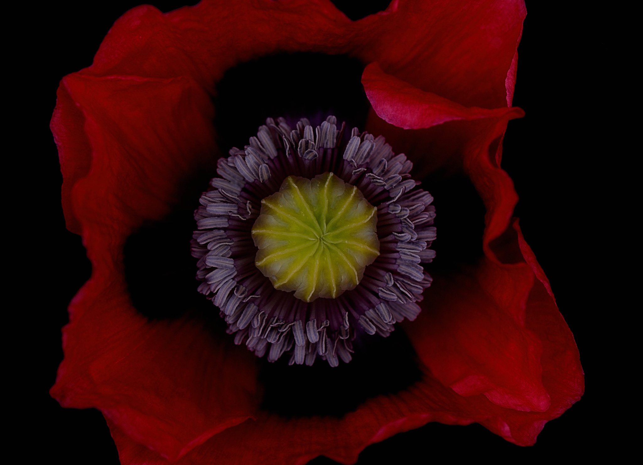 Обои цветок, лепестки, красный, мак, черный фон, flower, petals, red, mac, black background разрешение 2048x1480 Загрузить