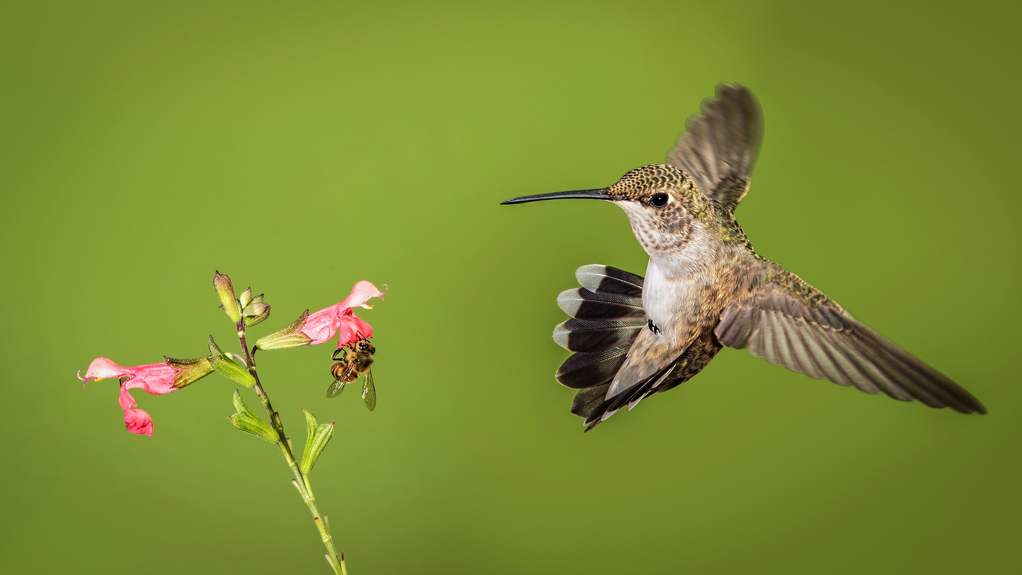 природа колибри цветы птицы загрузить