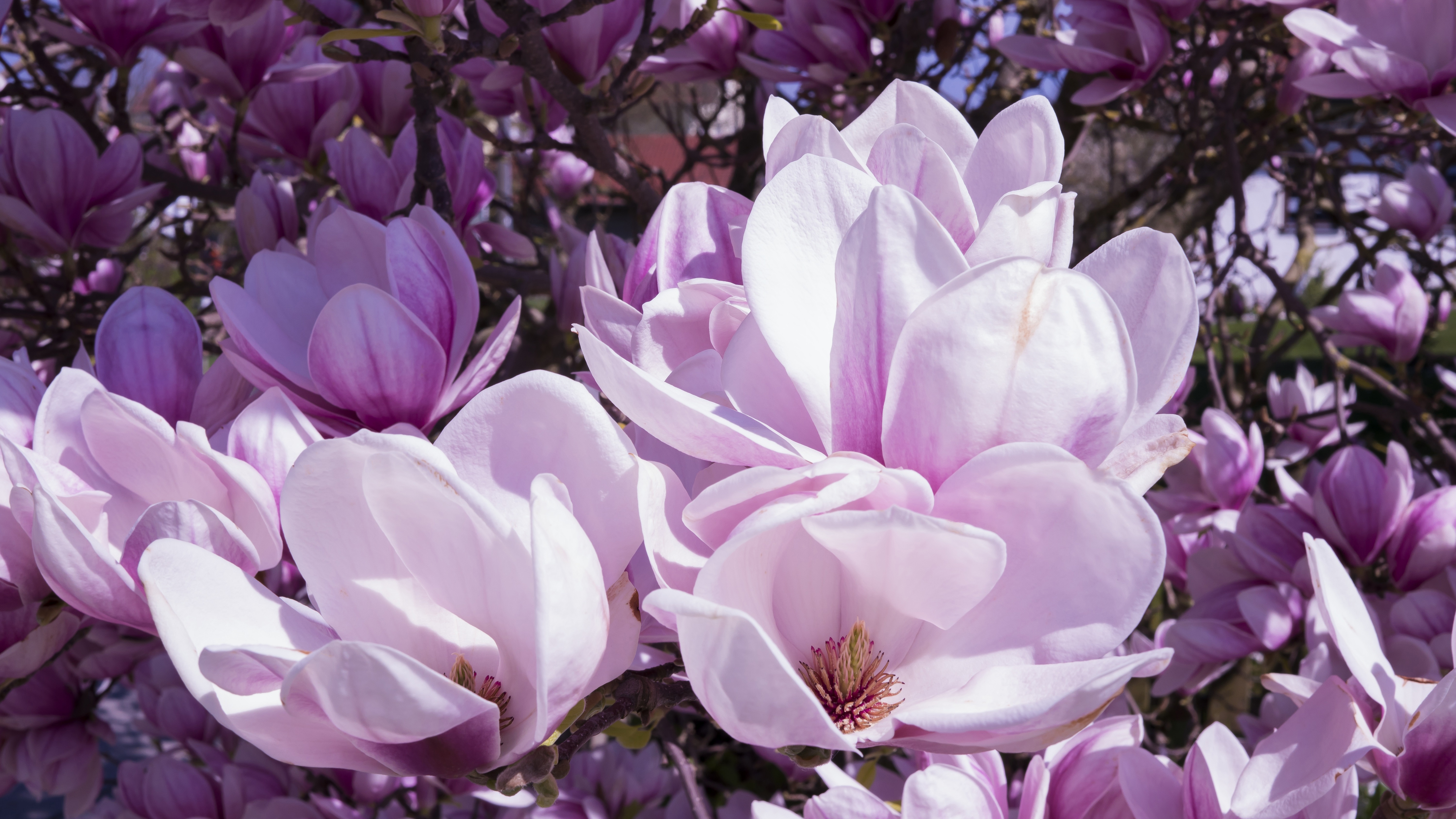 Обои цветы, цветение, бутоны, ветки, лепестки, весна, магнолия, flowers, flowering, buds, branches, petals, spring, magnolia разрешение 6000x3375 Загрузить