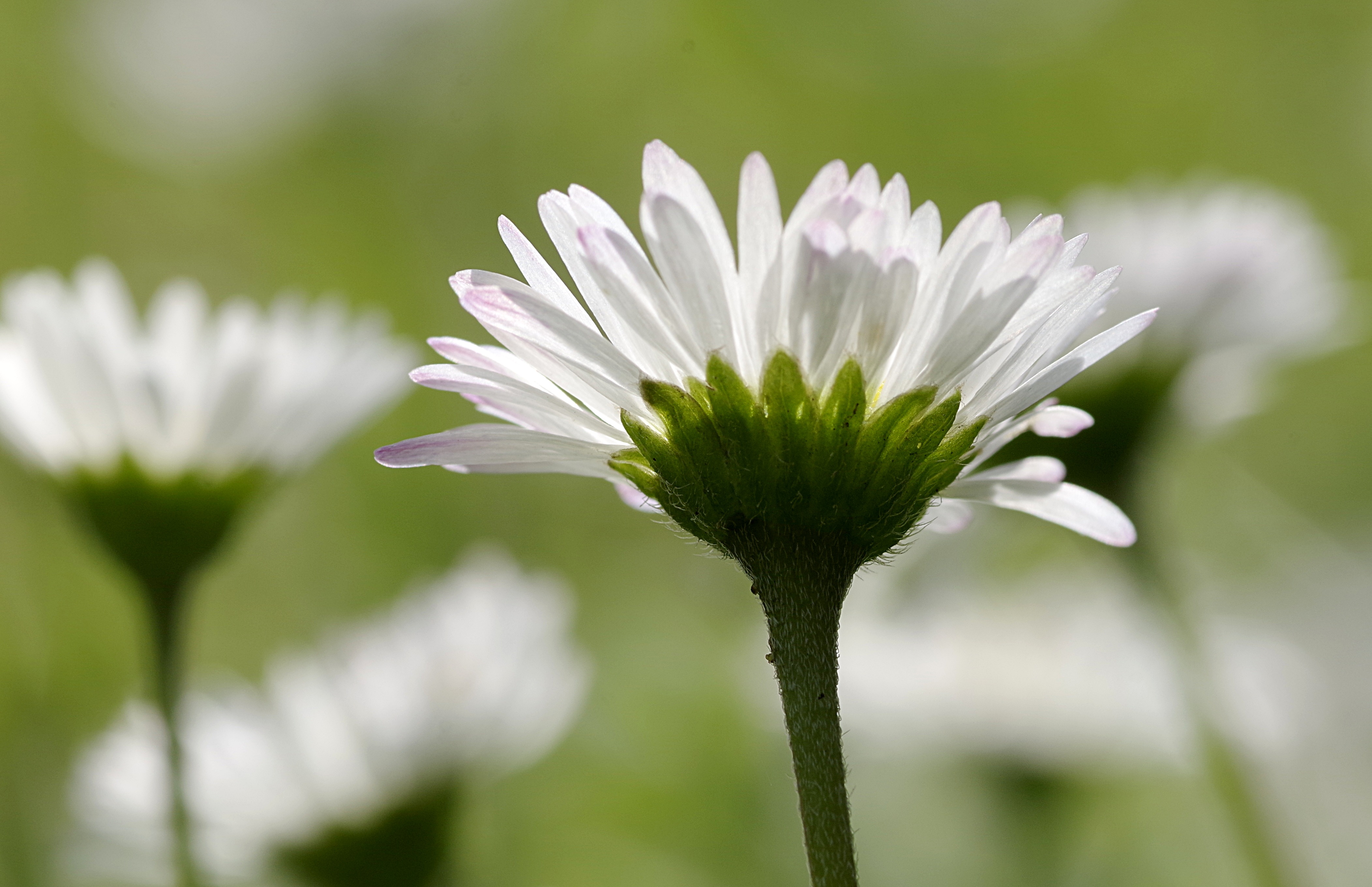 Обои цветы, лепестки, размытость, ромашки, белые, стебли, flowers, petals, blur, chamomile, white, stems разрешение 4208x2720 Загрузить