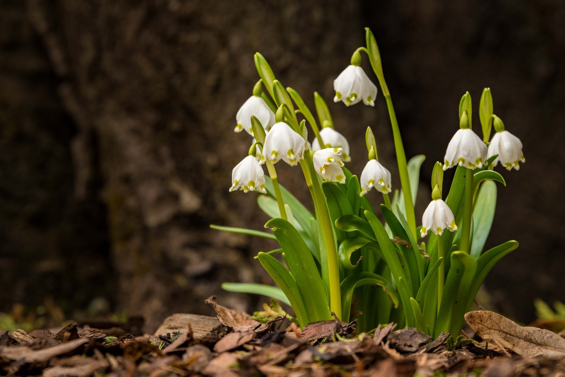 Обои цветы, листья, фон, весна, белоцветник, flowers, leaves, background, spring, snowflake разрешение 1920x1280 Загрузить