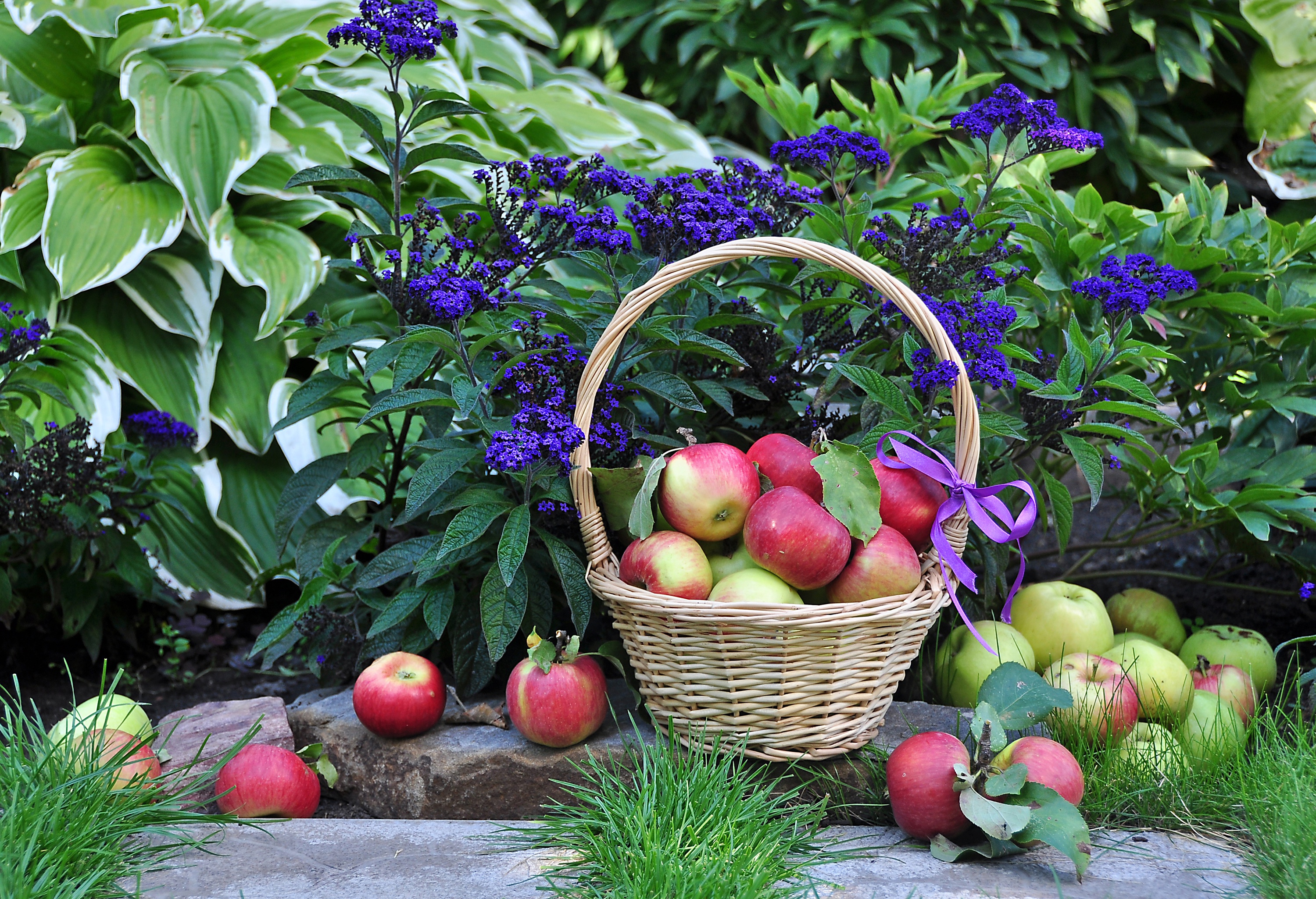 Фруктовая трава. Сад с фруктами. Яблоки в саду. Корзина с фруктами в саду. Корзинки с фруктами с огорода.