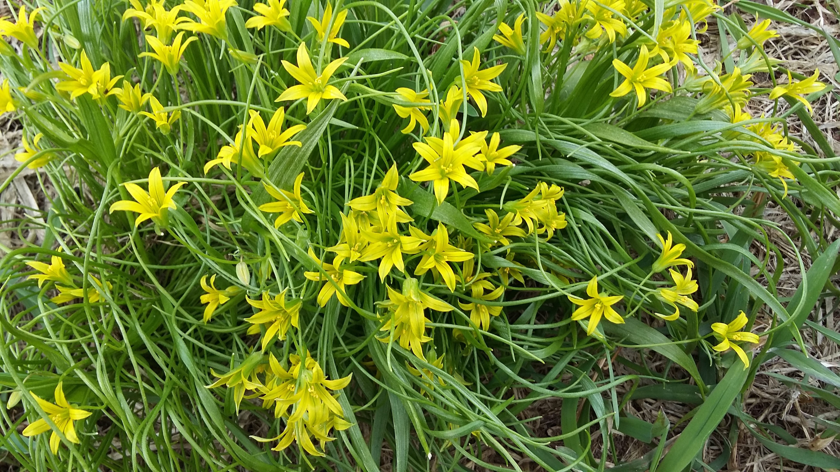 Обои цветы, трава, весна, ветер, первоцветы, гусиный лук, gagea, flowers, grass, spring, the wind, primroses, goose onions разрешение 3264x1836 Загрузить