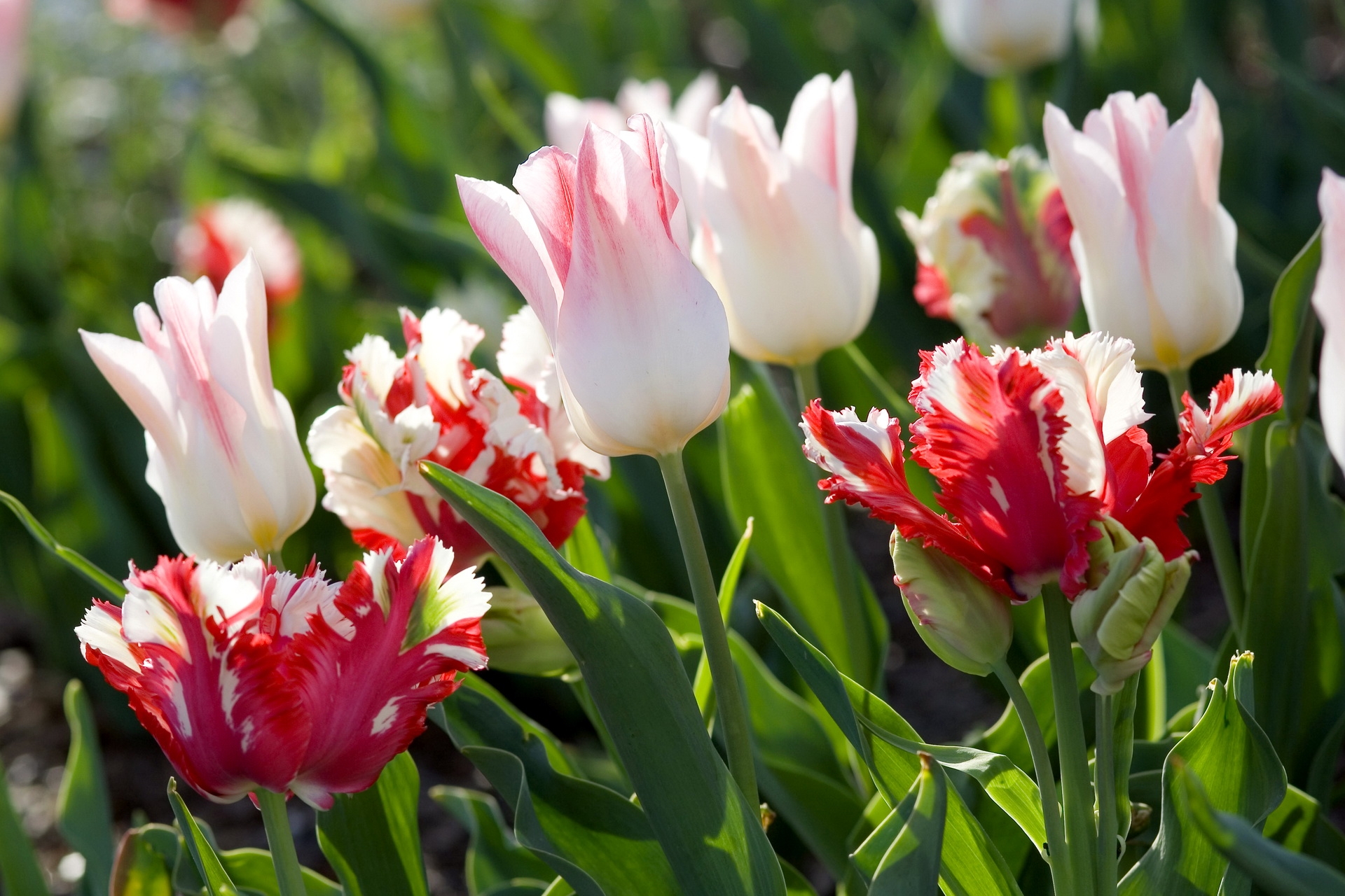 Обои цветы, весна, тюльпаны, flowers, spring, tulips разрешение 1920x1280 Загрузить