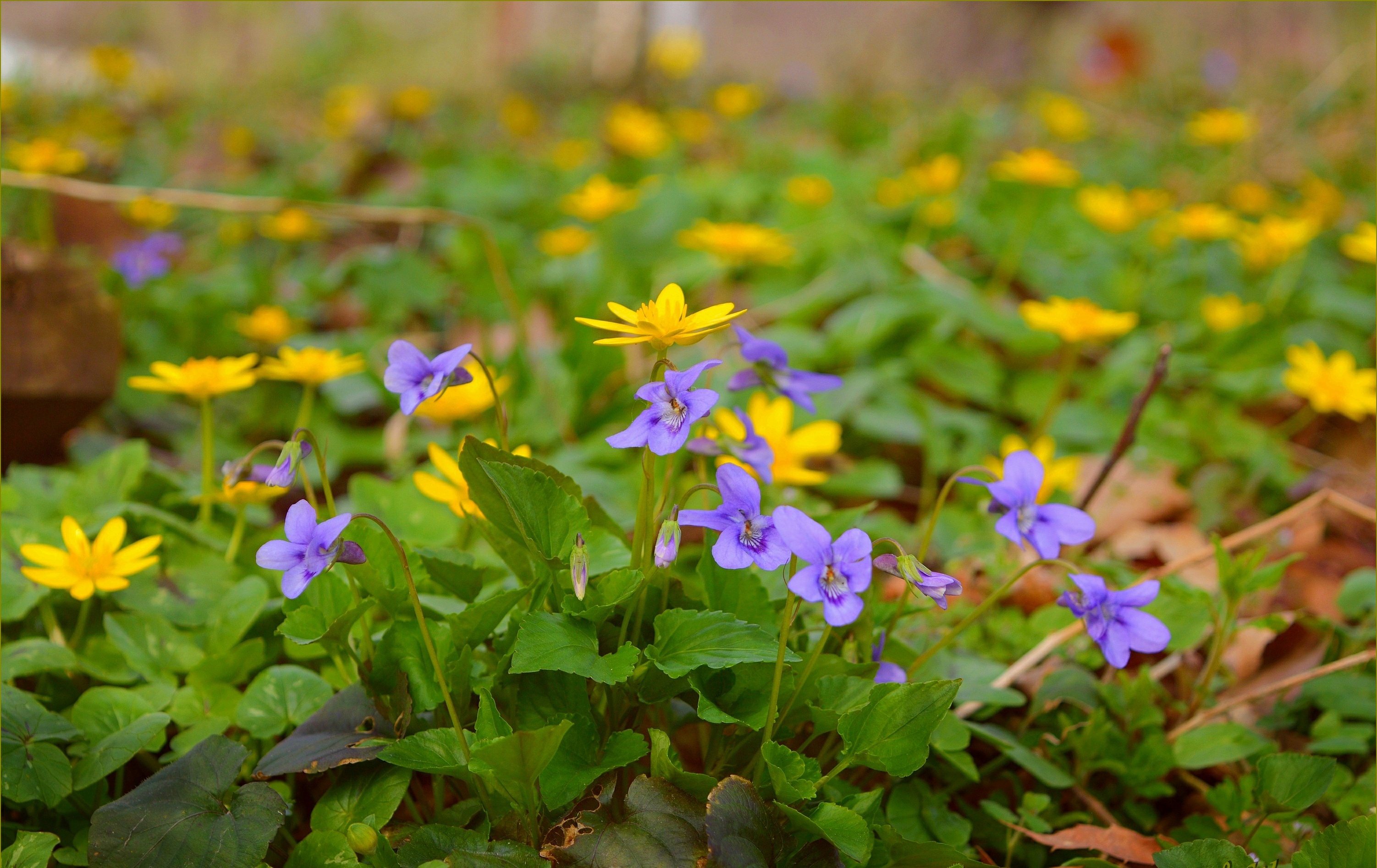 Обои цветы, весна, желтые, полевые цветы, фиолетовые, flowers, spring, yellow, wildflowers, purple разрешение 3004x1894 Загрузить