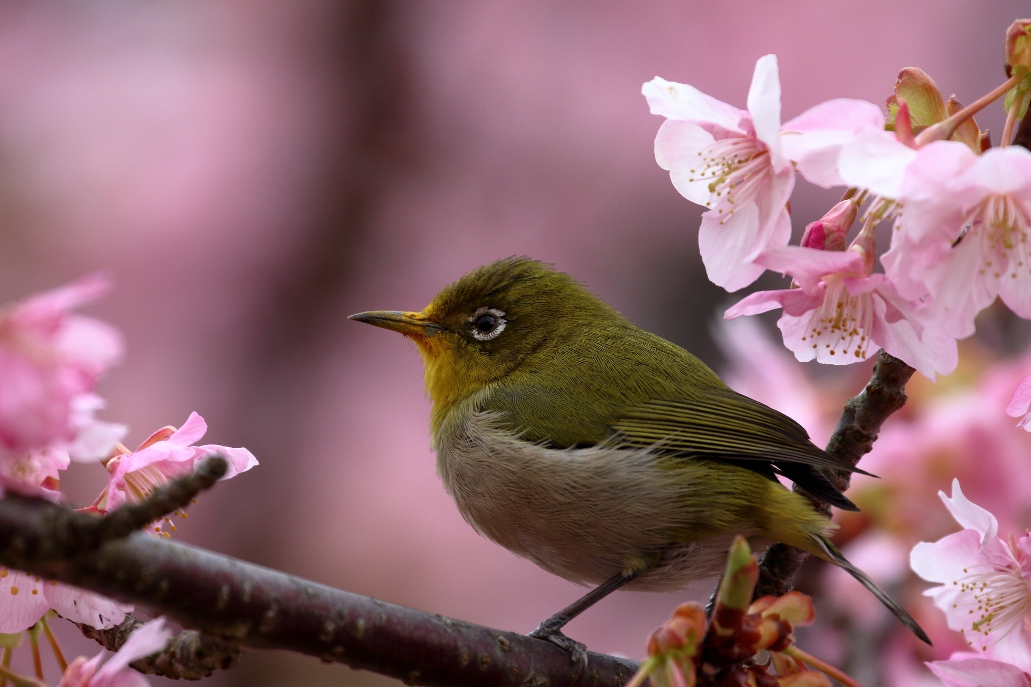 птица животное весна ветка природа без смс
